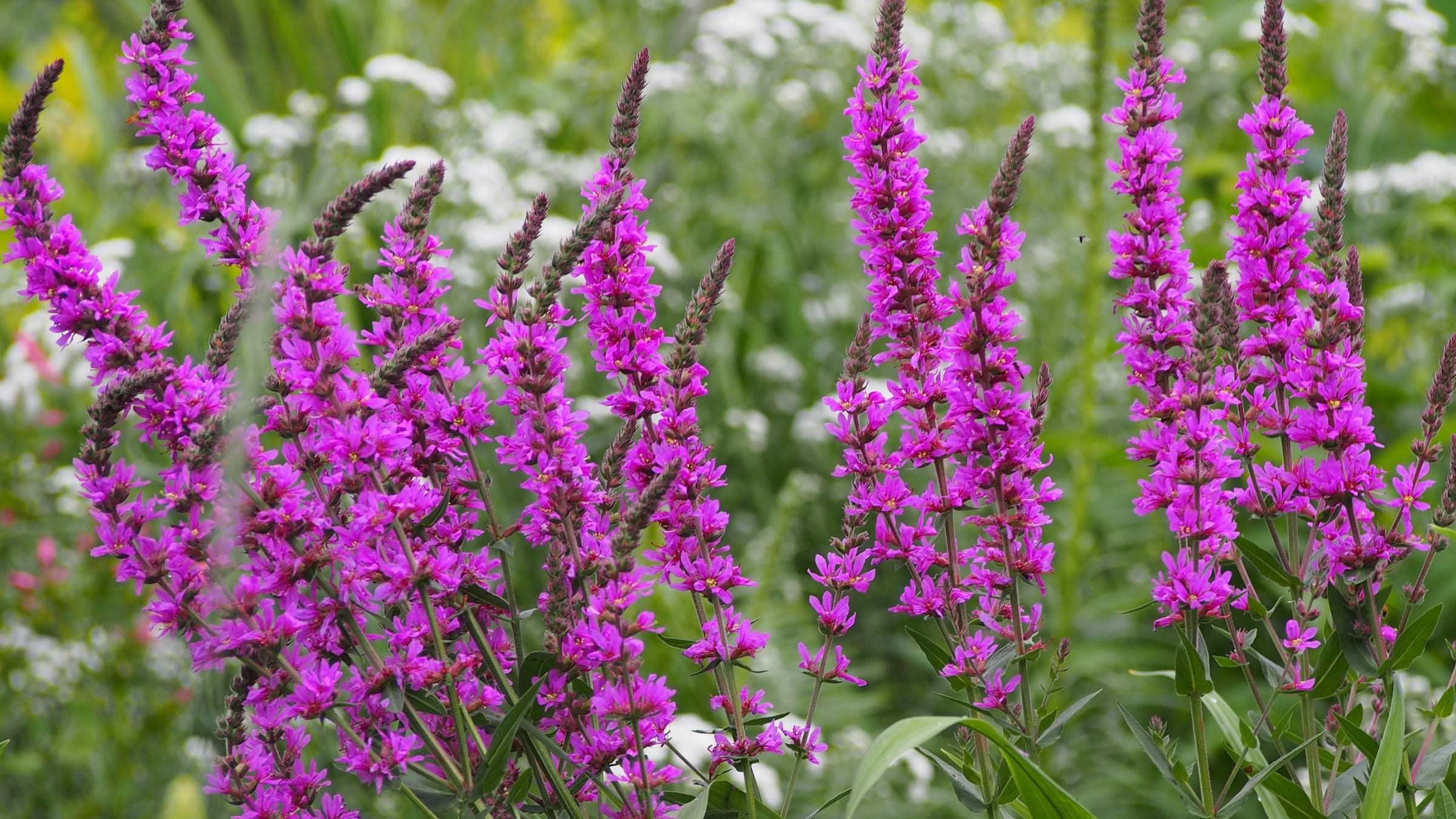 Lythrum