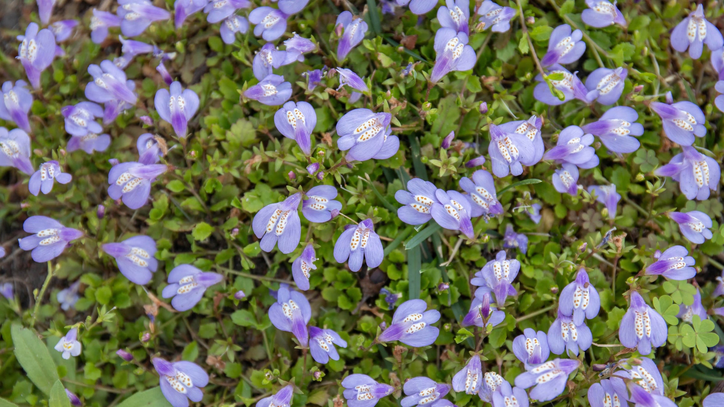 Mazus