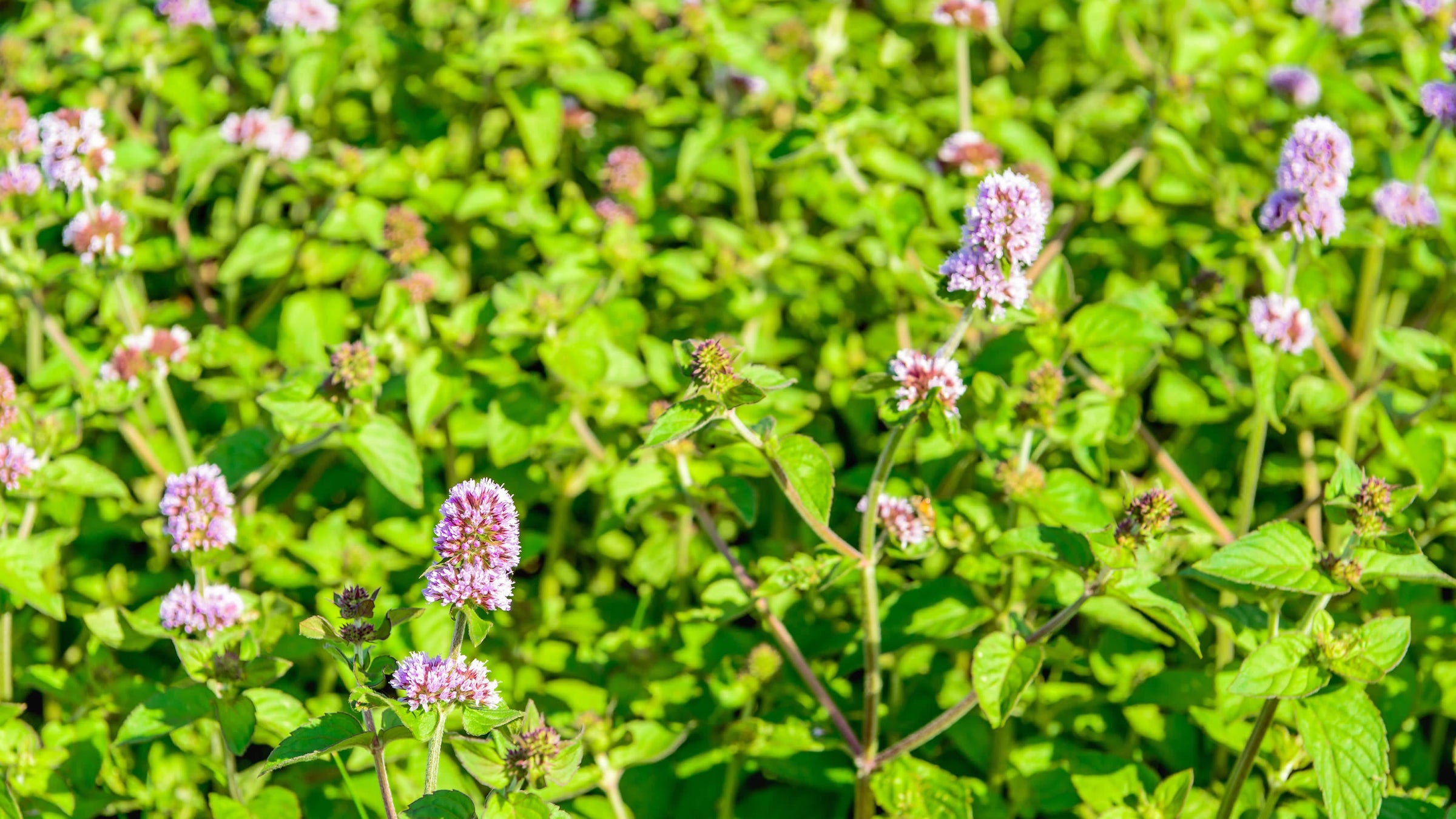 Mentha aquatica