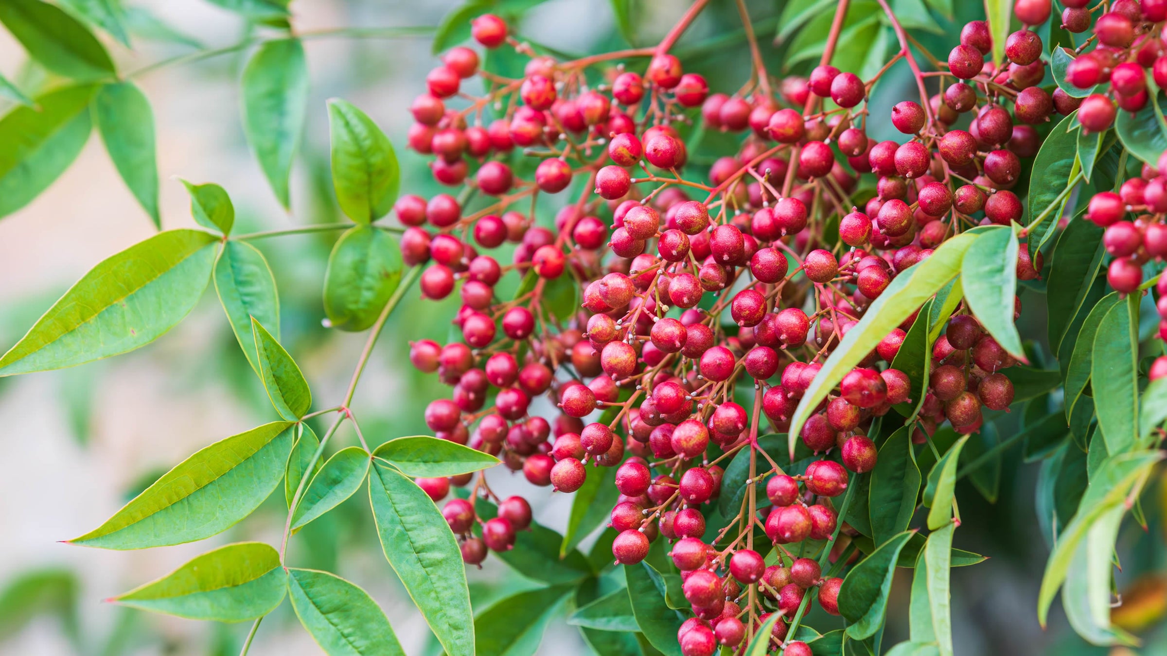 Nandina