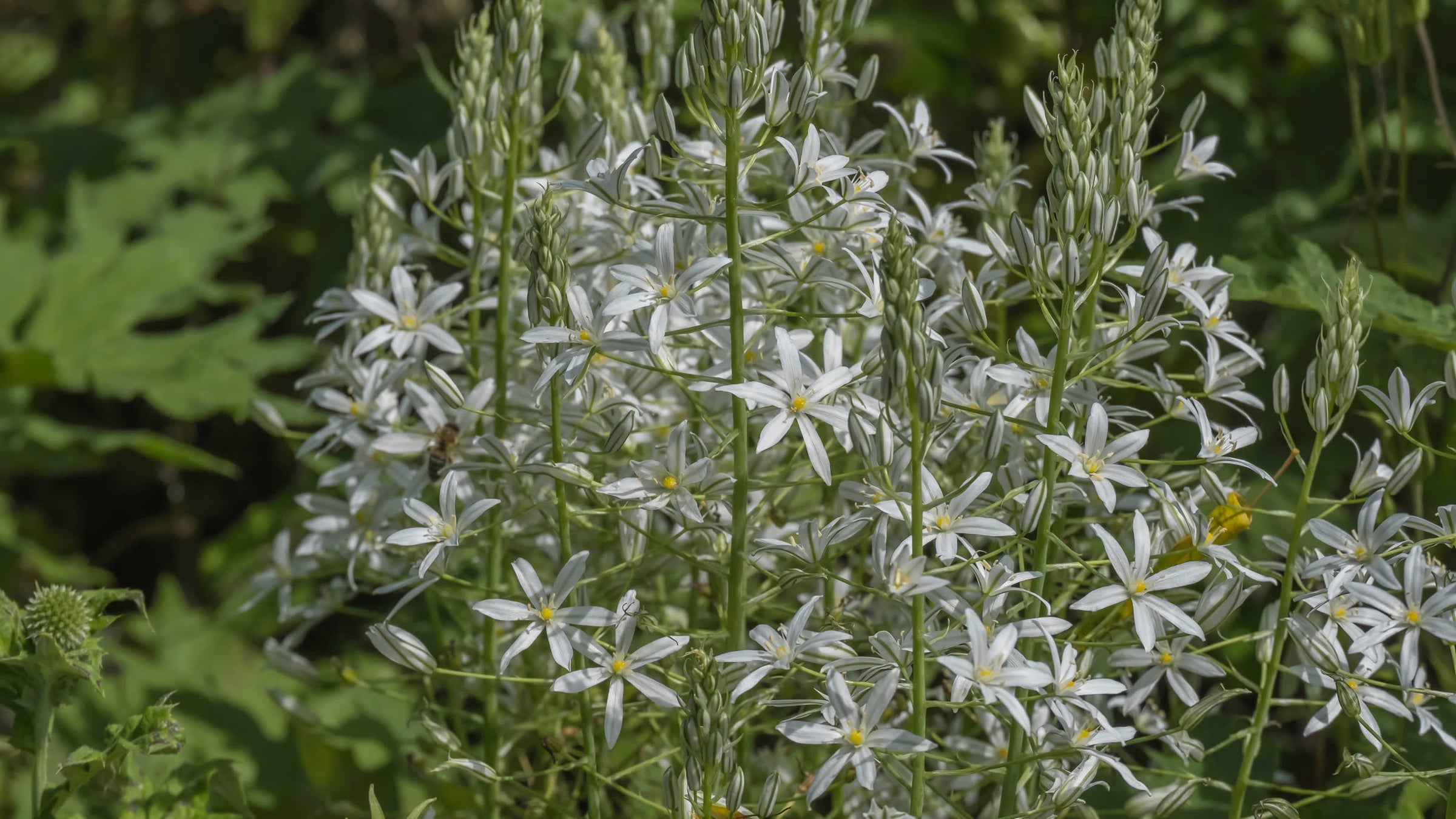 Ornithogalum
