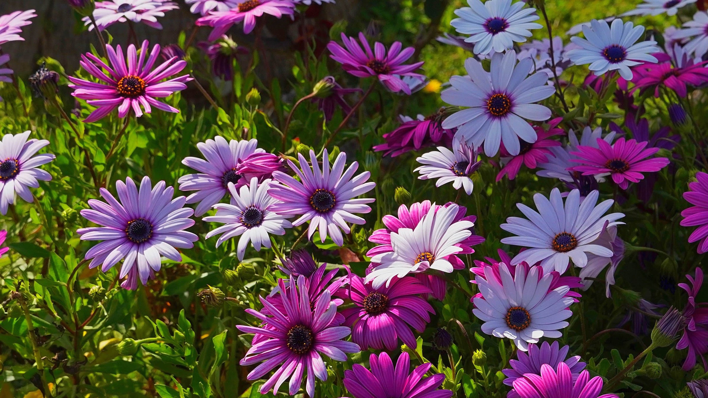 Osteospermum