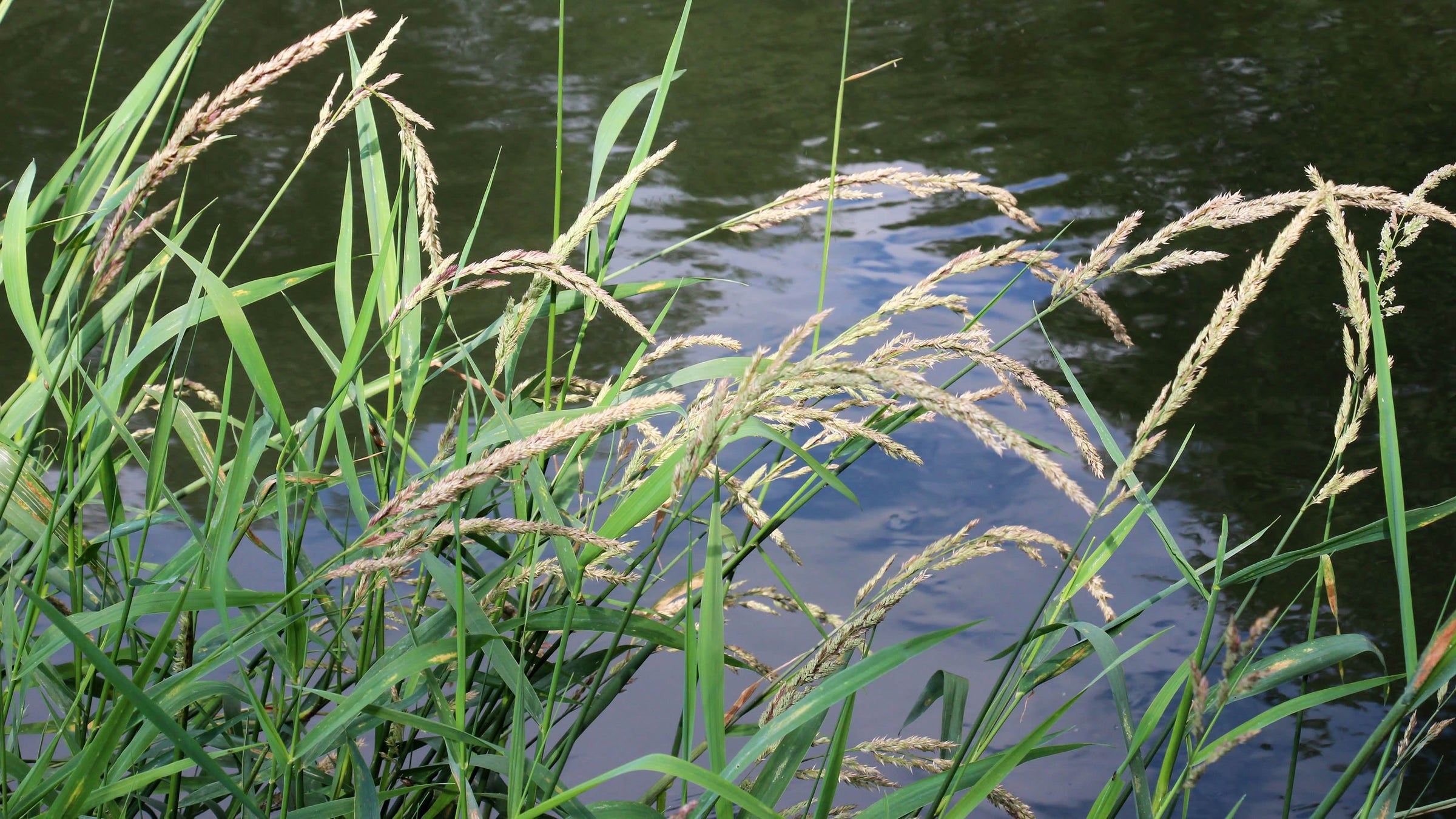 Phalaris