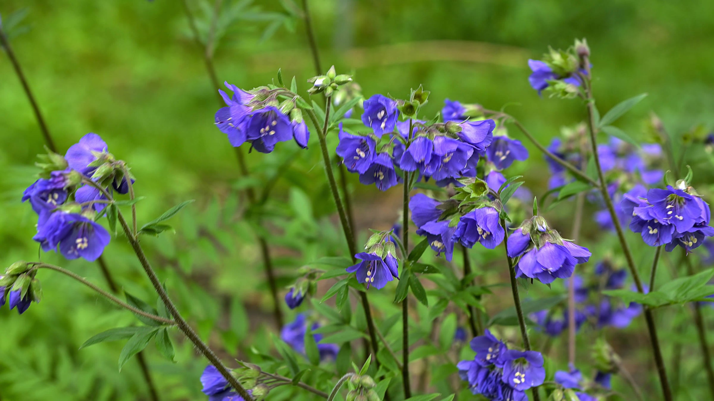 Polemonium