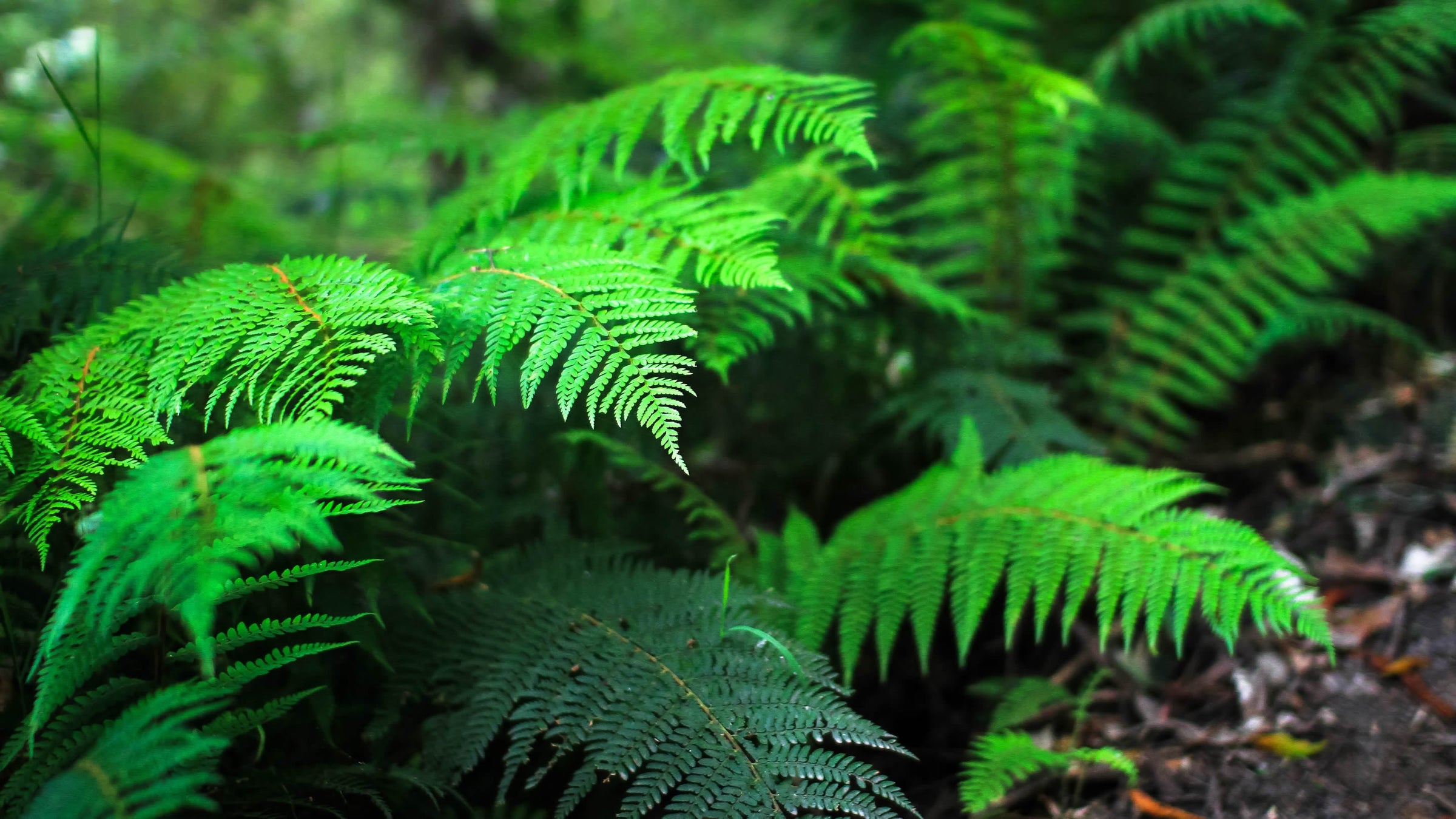 Polystichum