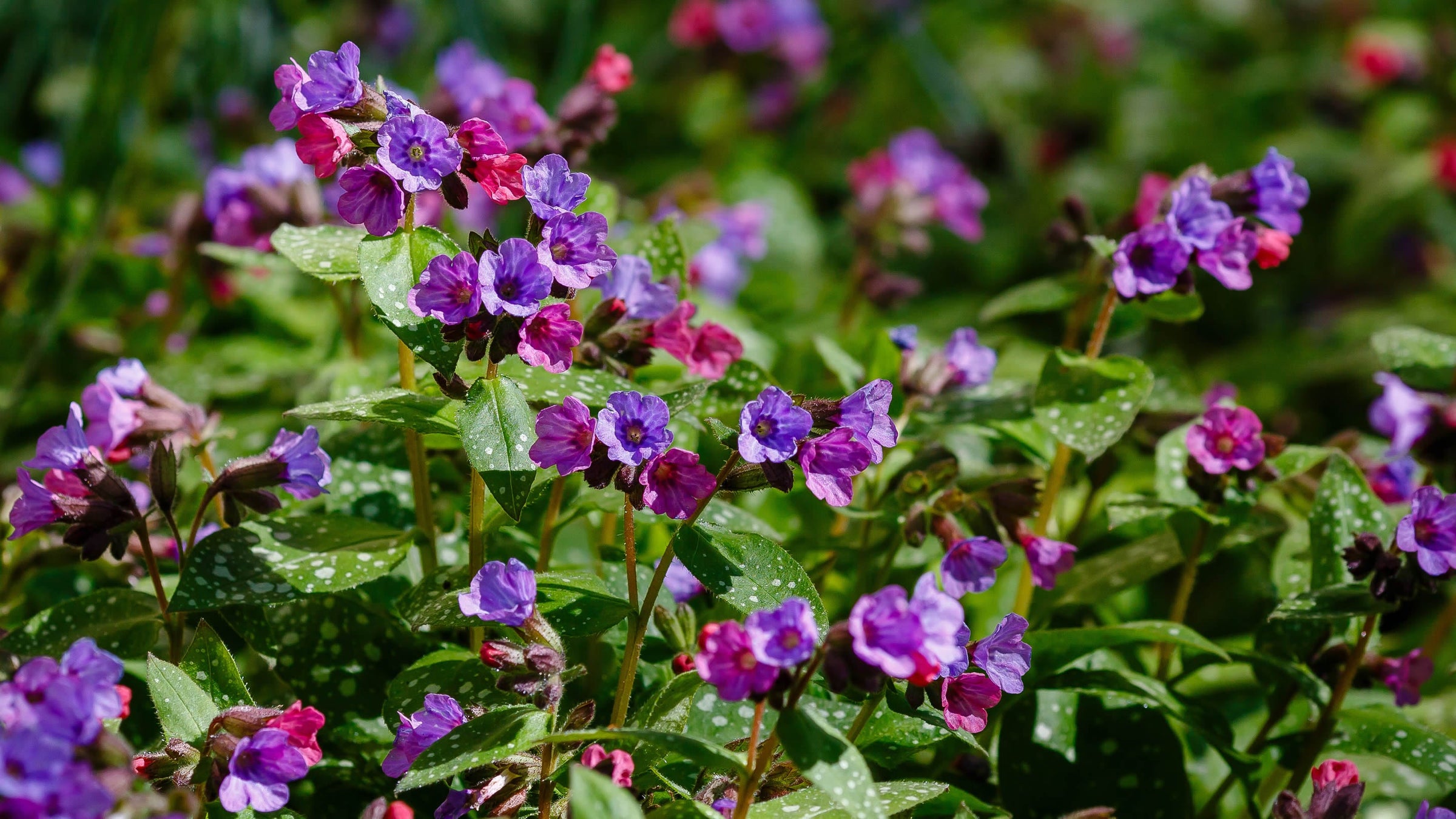 Pulmonaria
