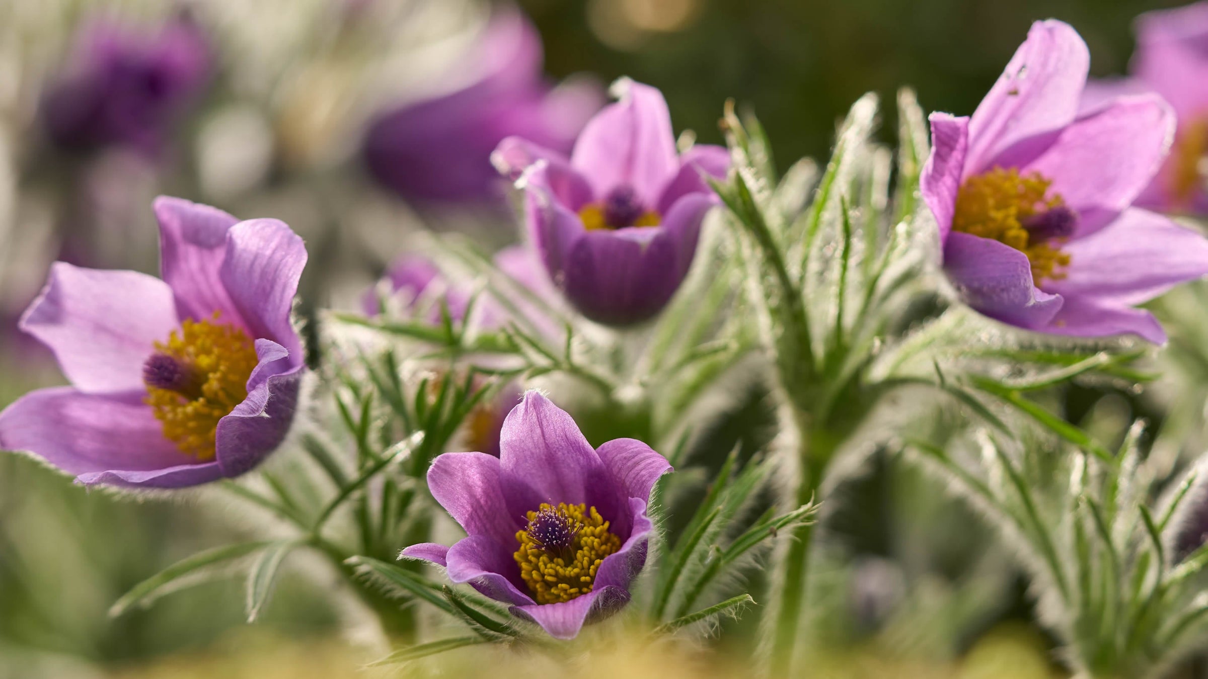 Pulsatilla