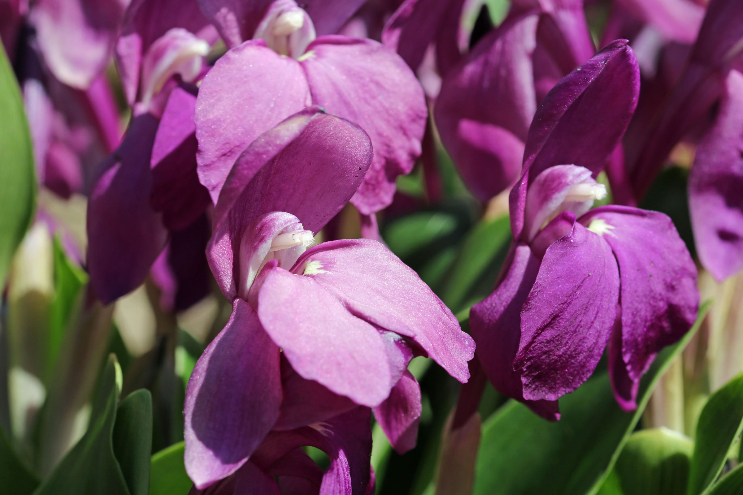 Roscoea