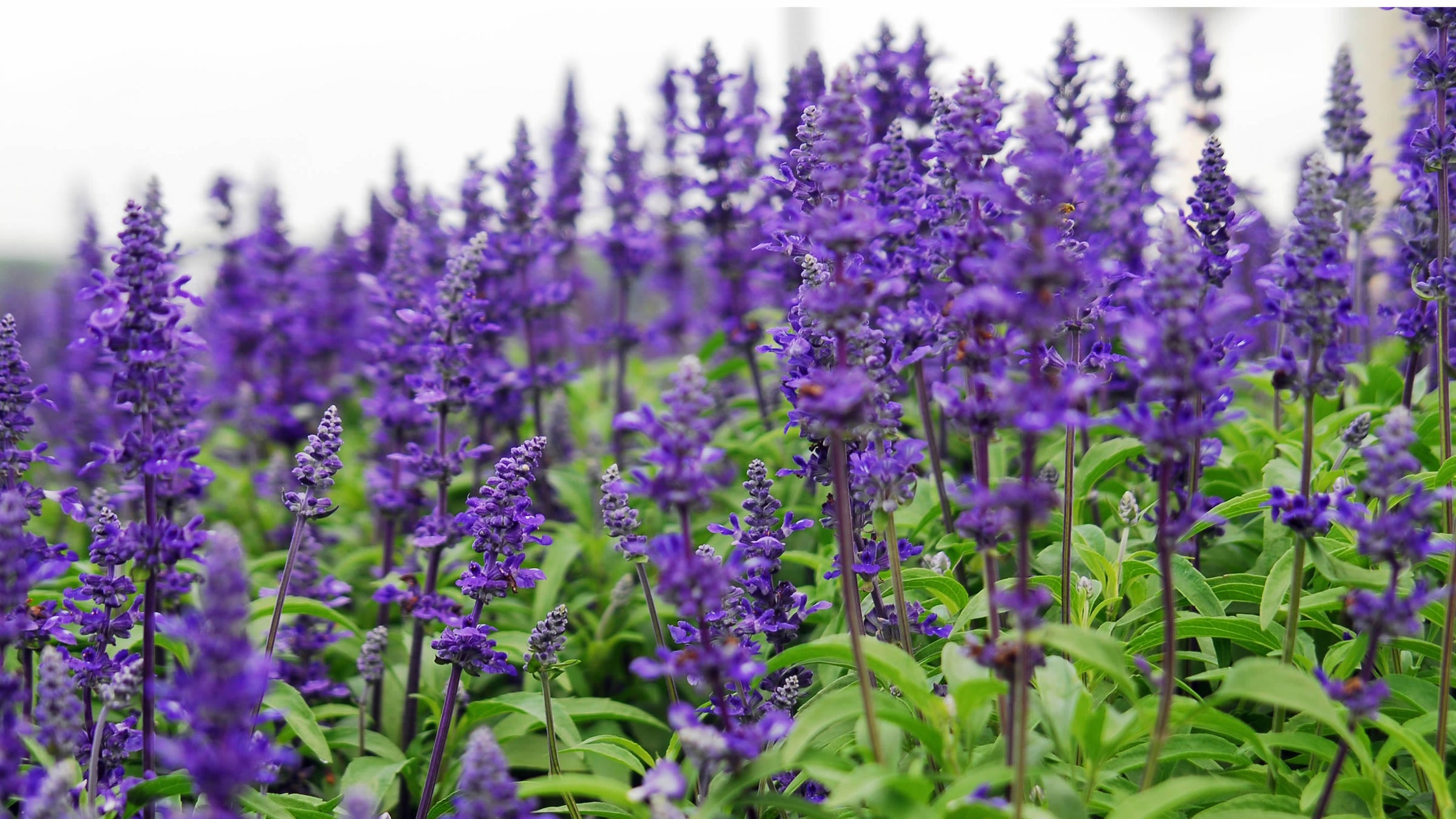 Salvia