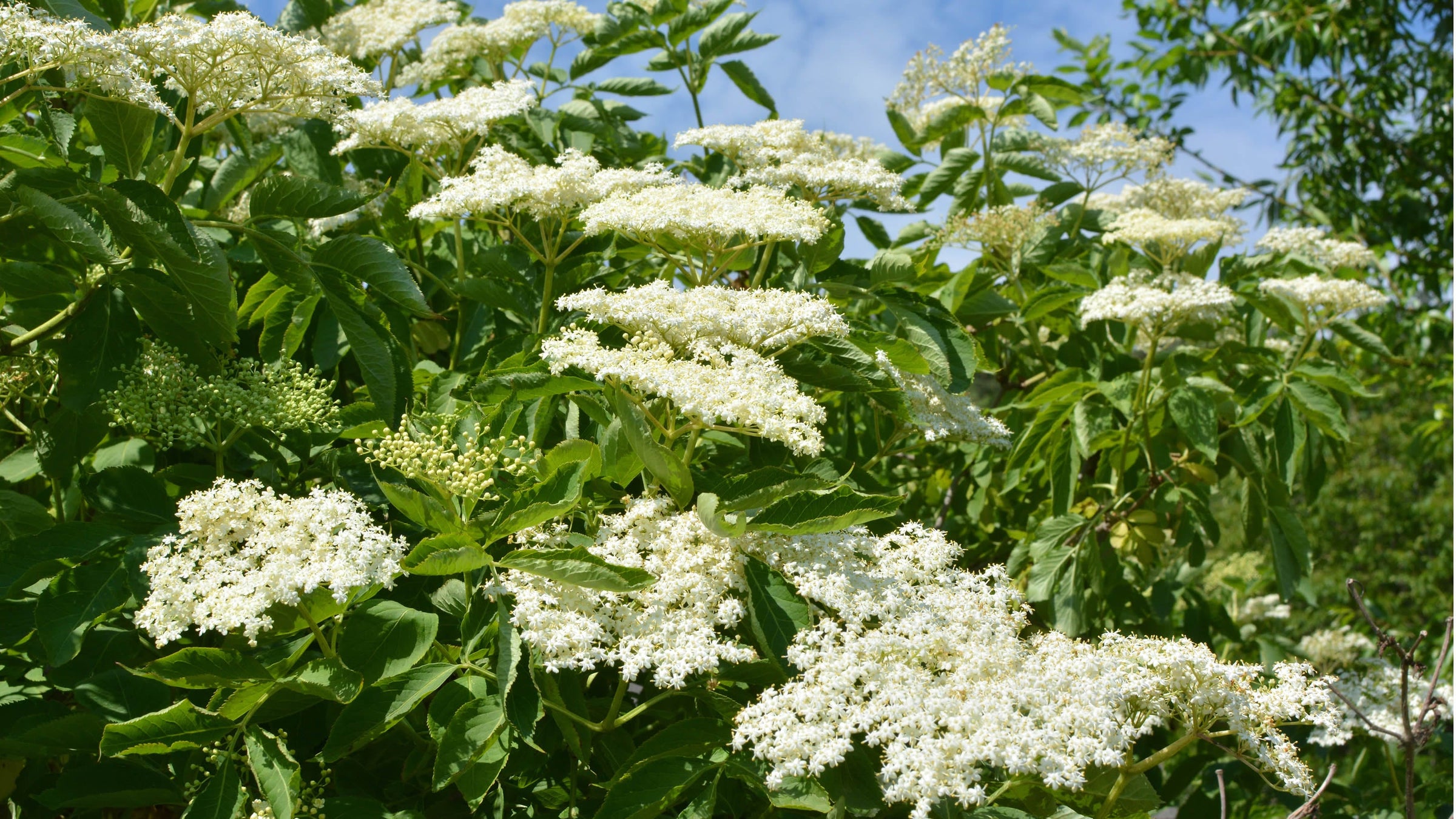 Sambucus