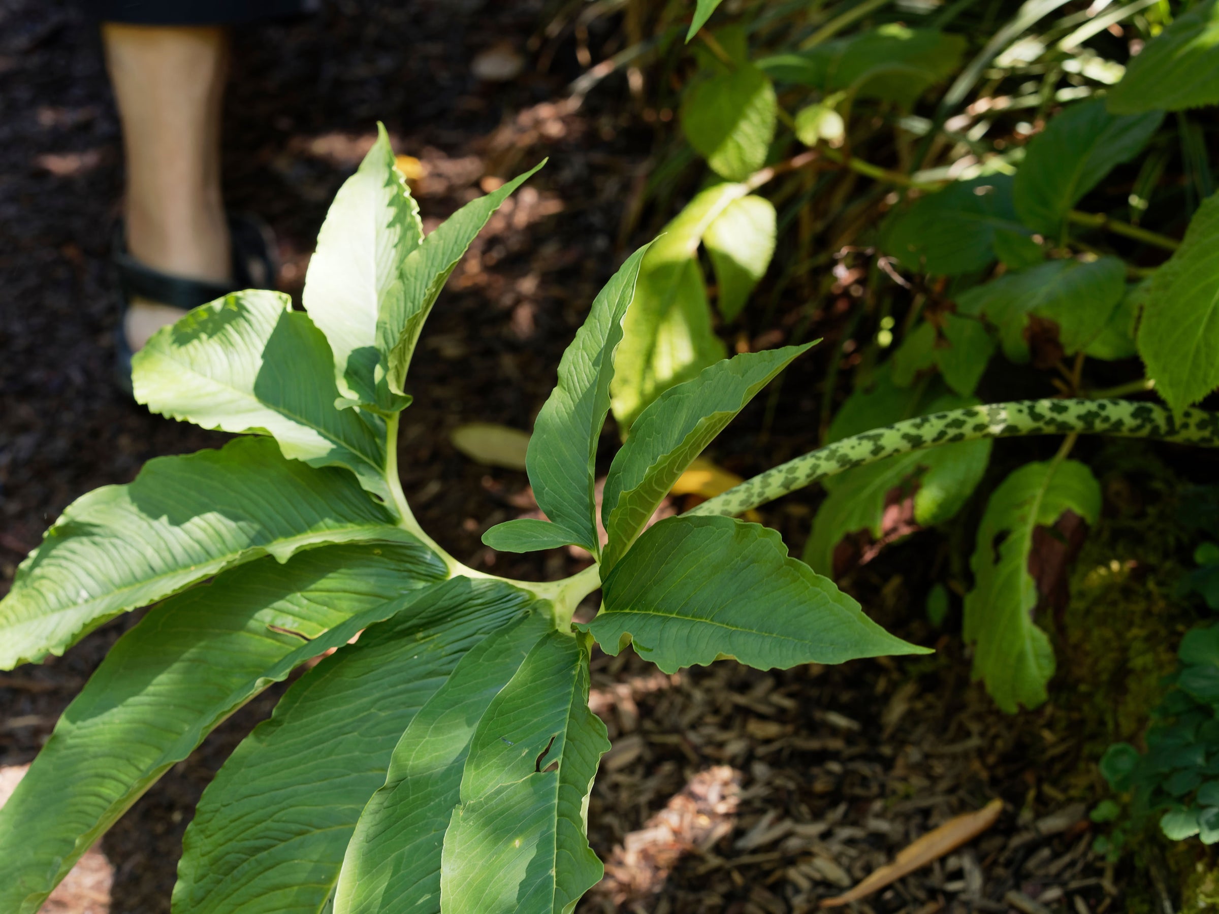 Sauromatum (Voodoo Lilies)