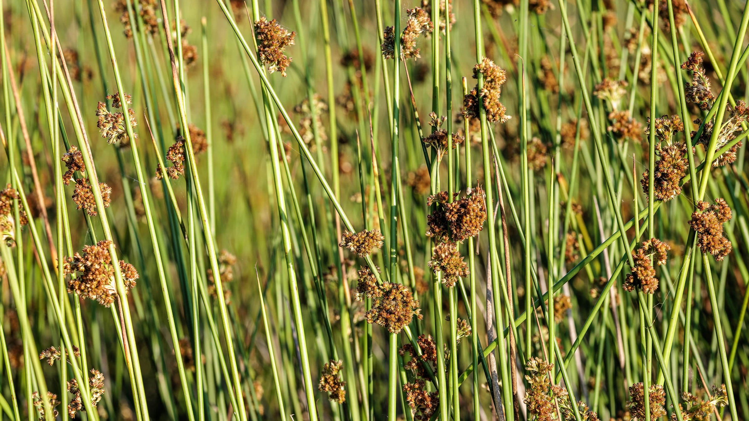 Scirpus (Bulrushes)