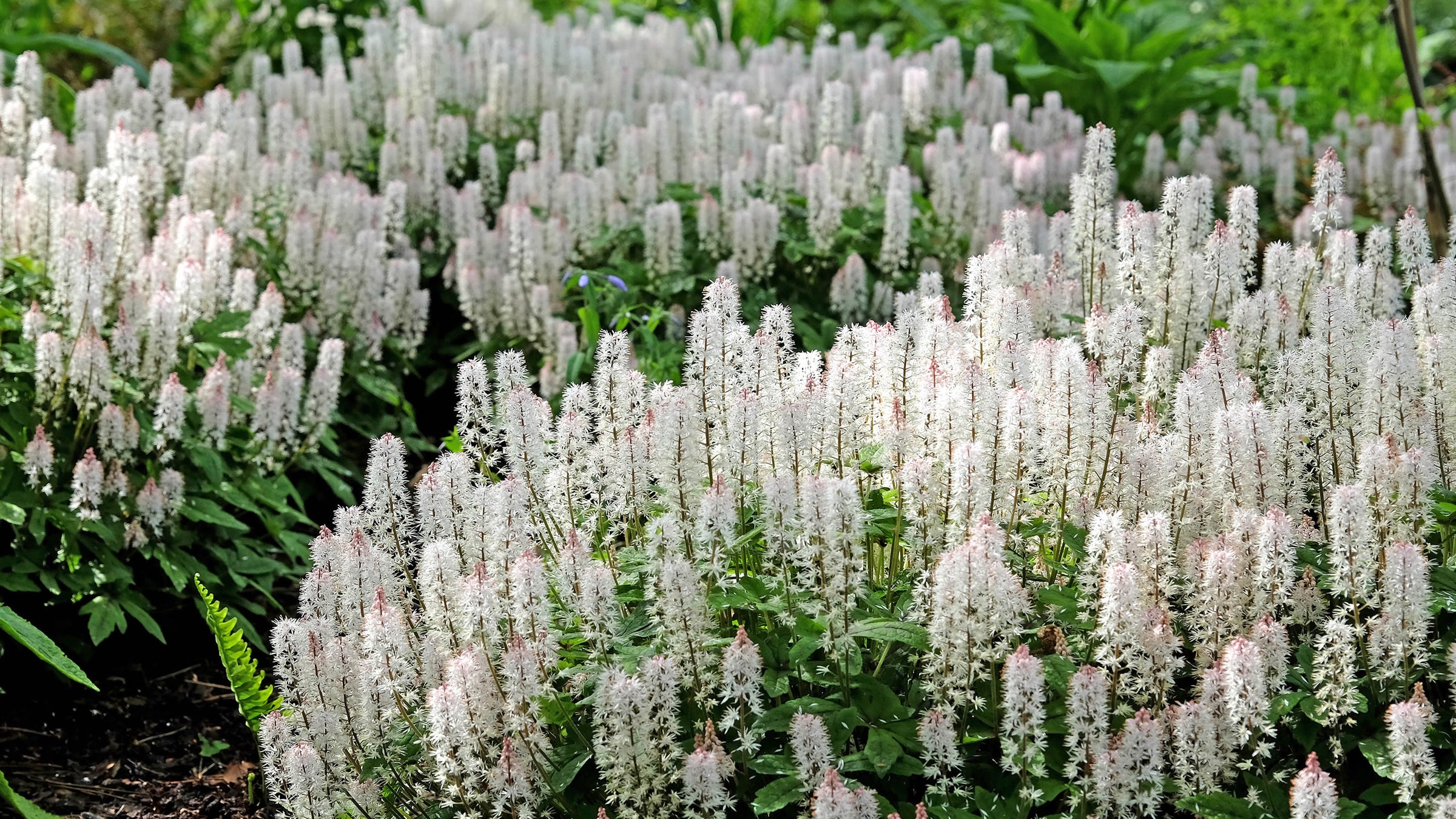 Tiarella (Foamflowers)