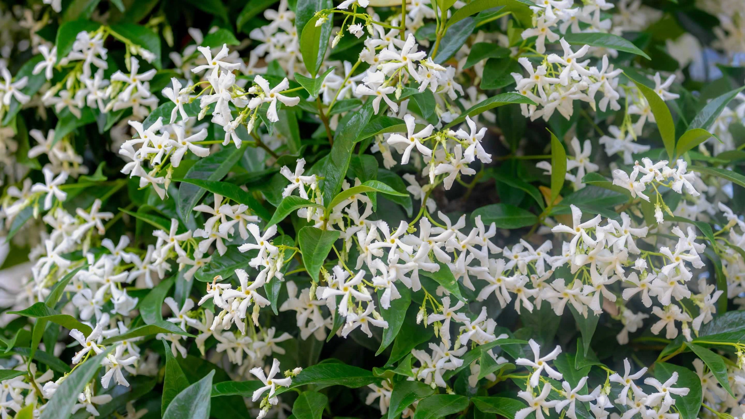 Trachelospermum (Star Jasmines)