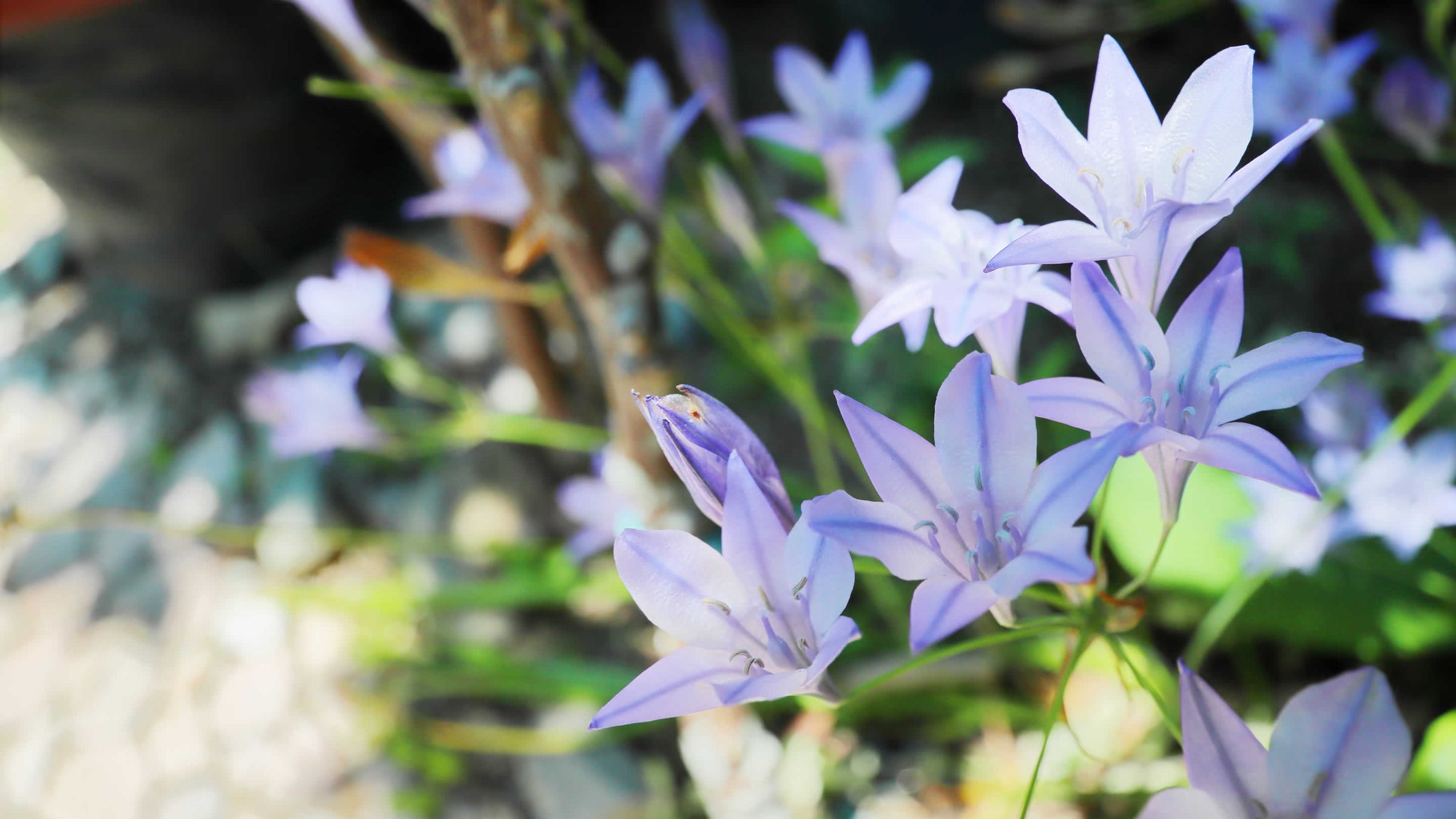 Triteleia