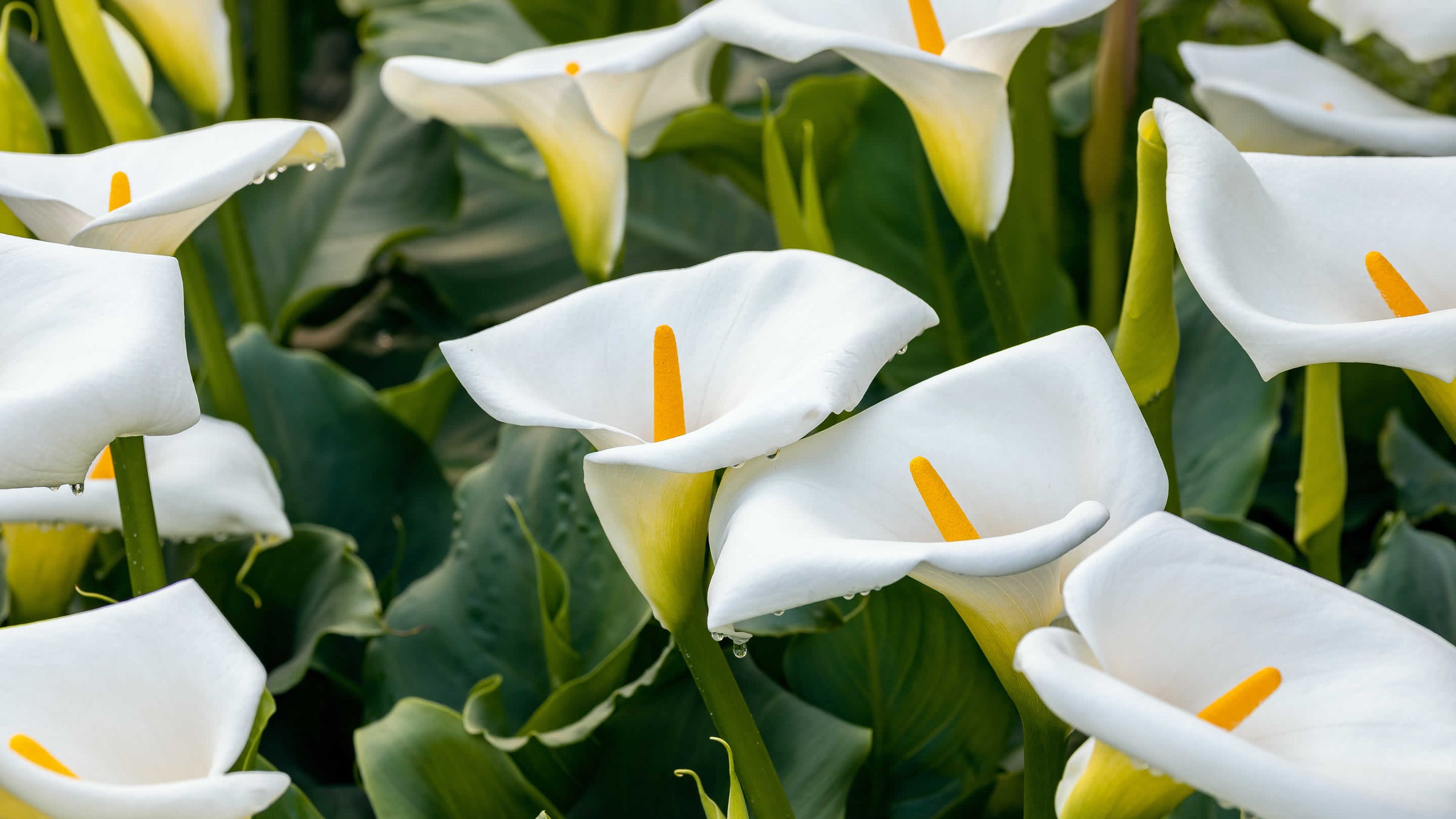 Zantedeschia