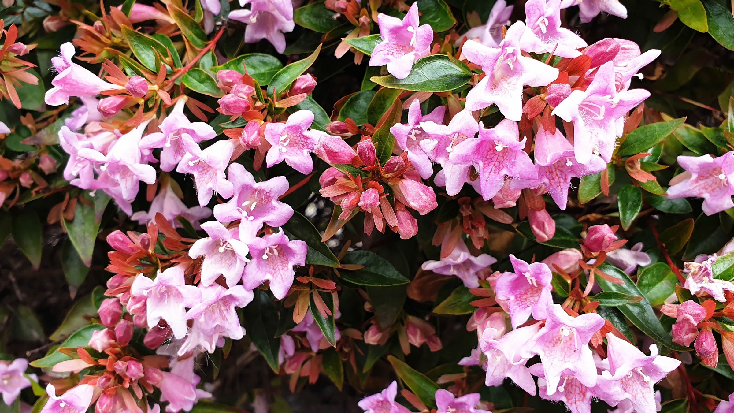 Abelia