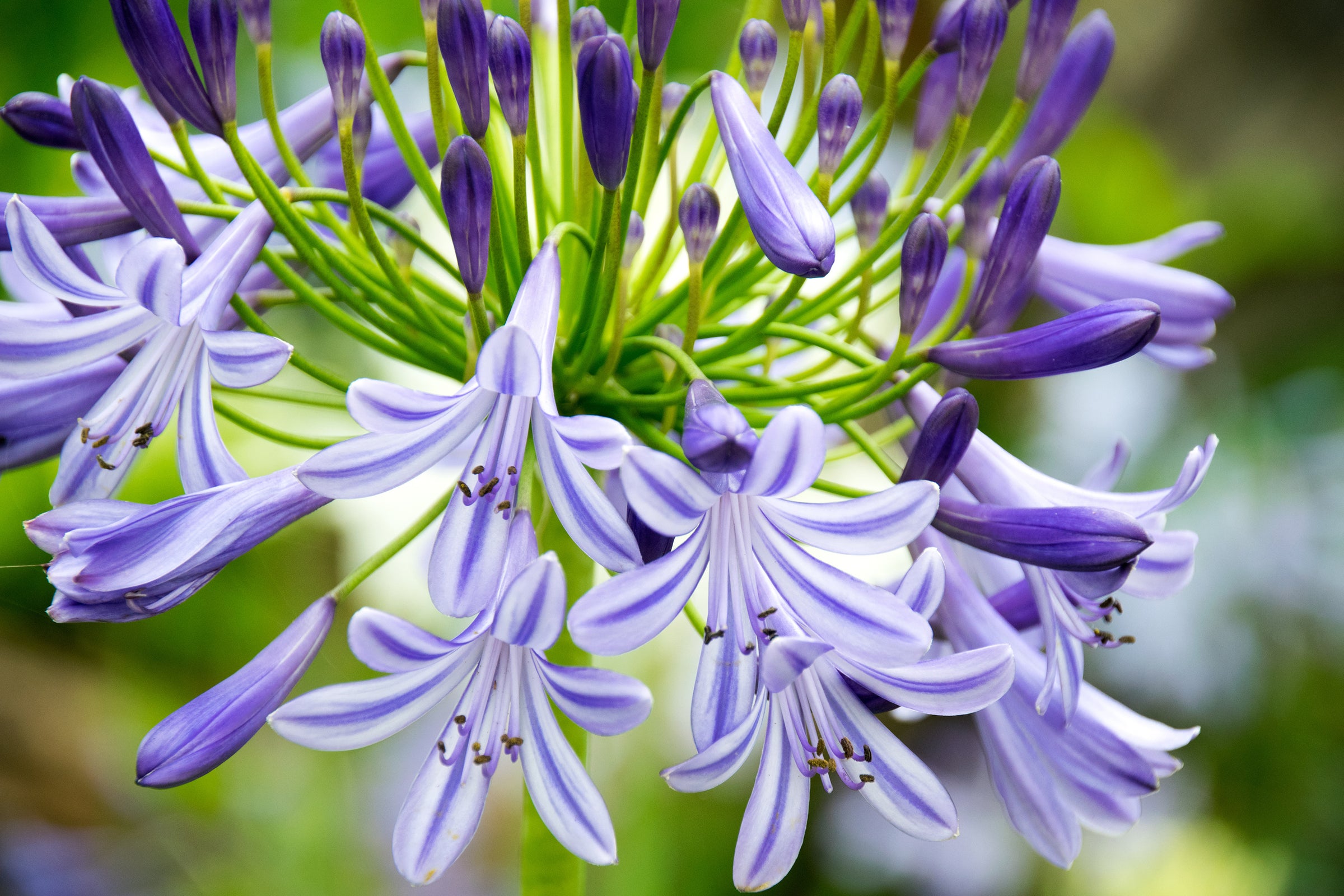 Agapanthus (African Lilies)