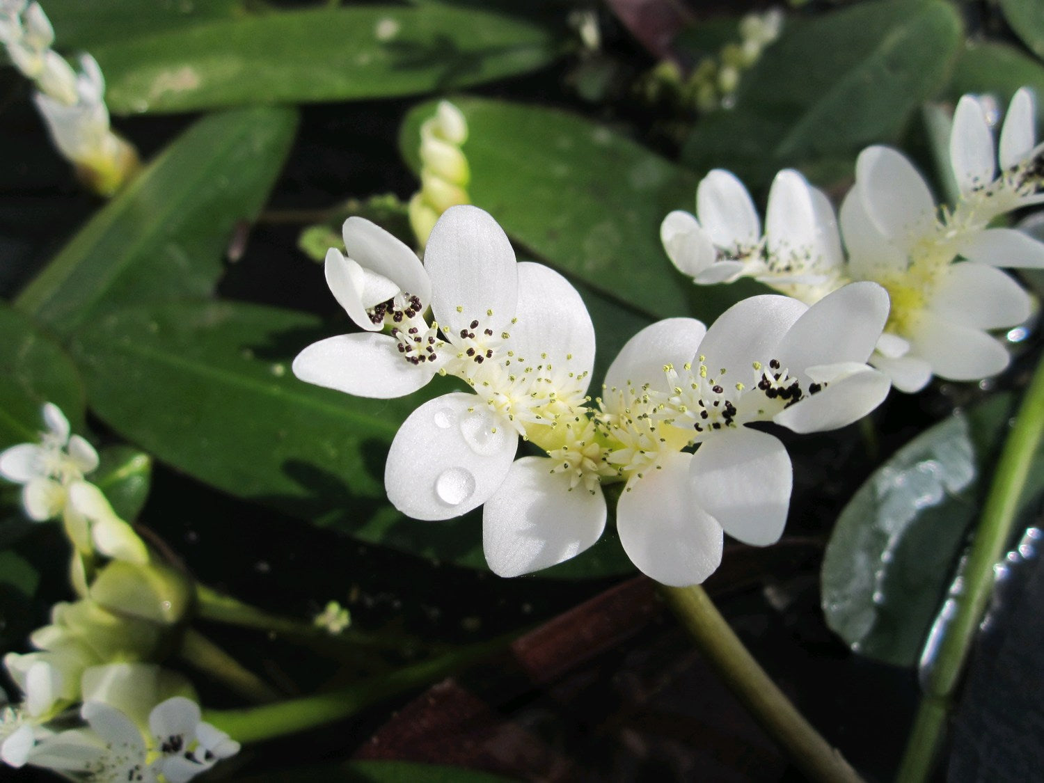 Deep Water Marginal Plants