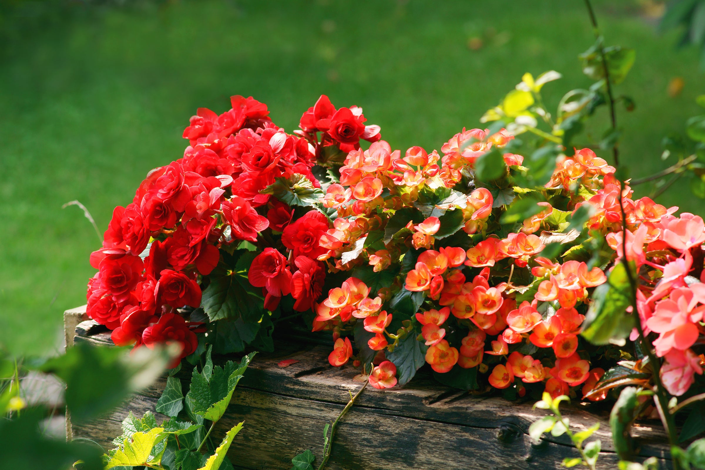 Begonia