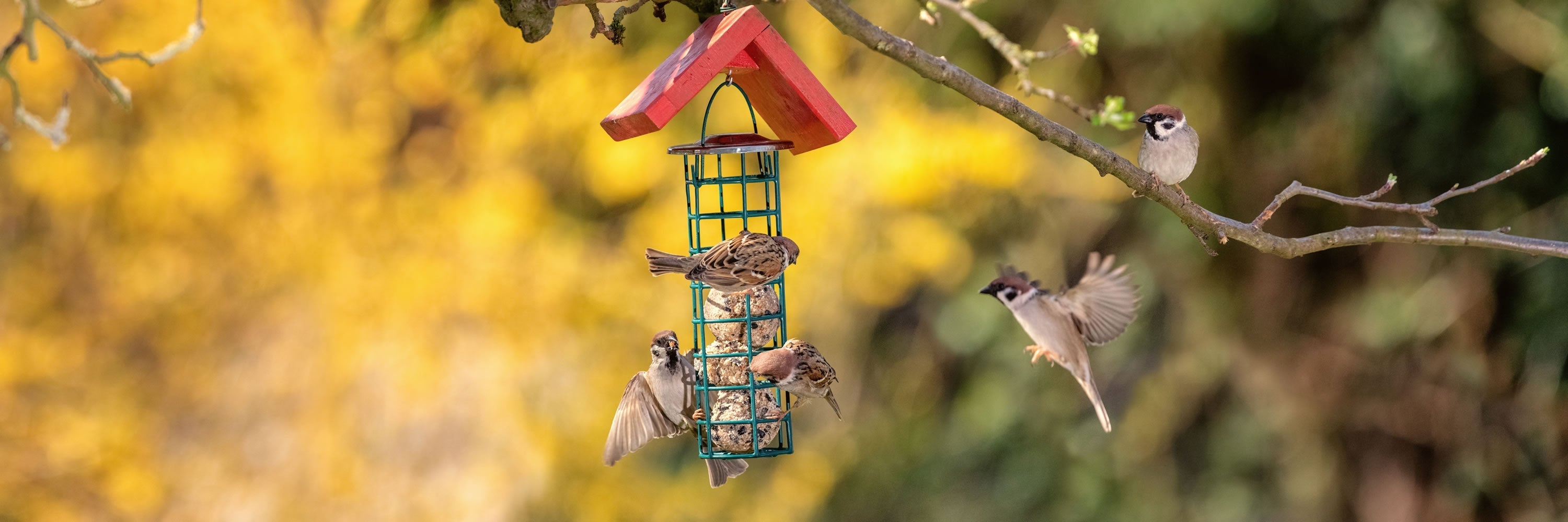 Bird Feeders – Garden Wildlife