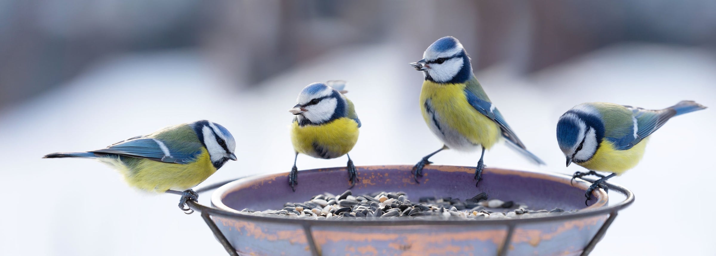 Bird Tables