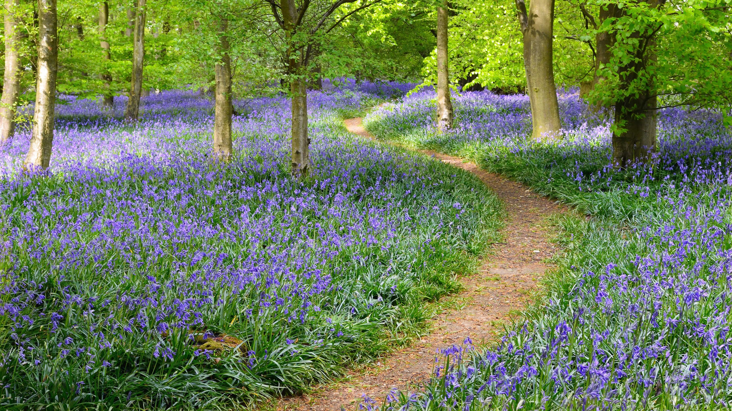 bluebells