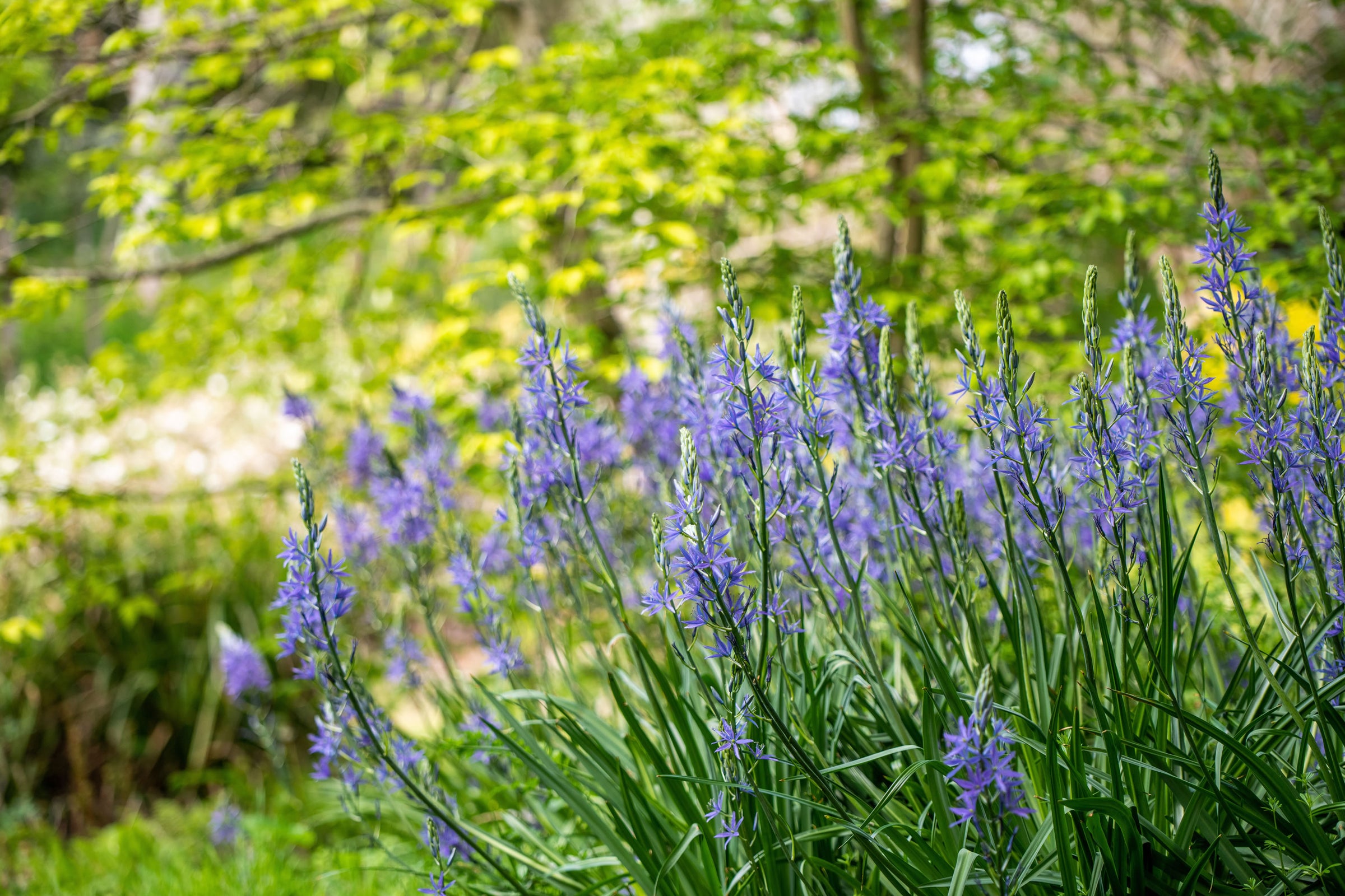 Camassia