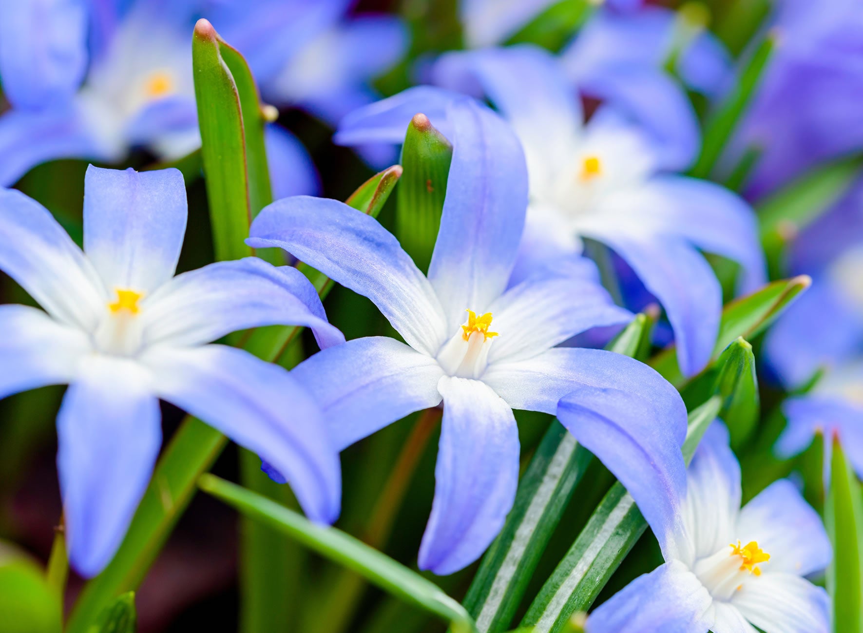 Chionodoxa (Glory of the Snow)