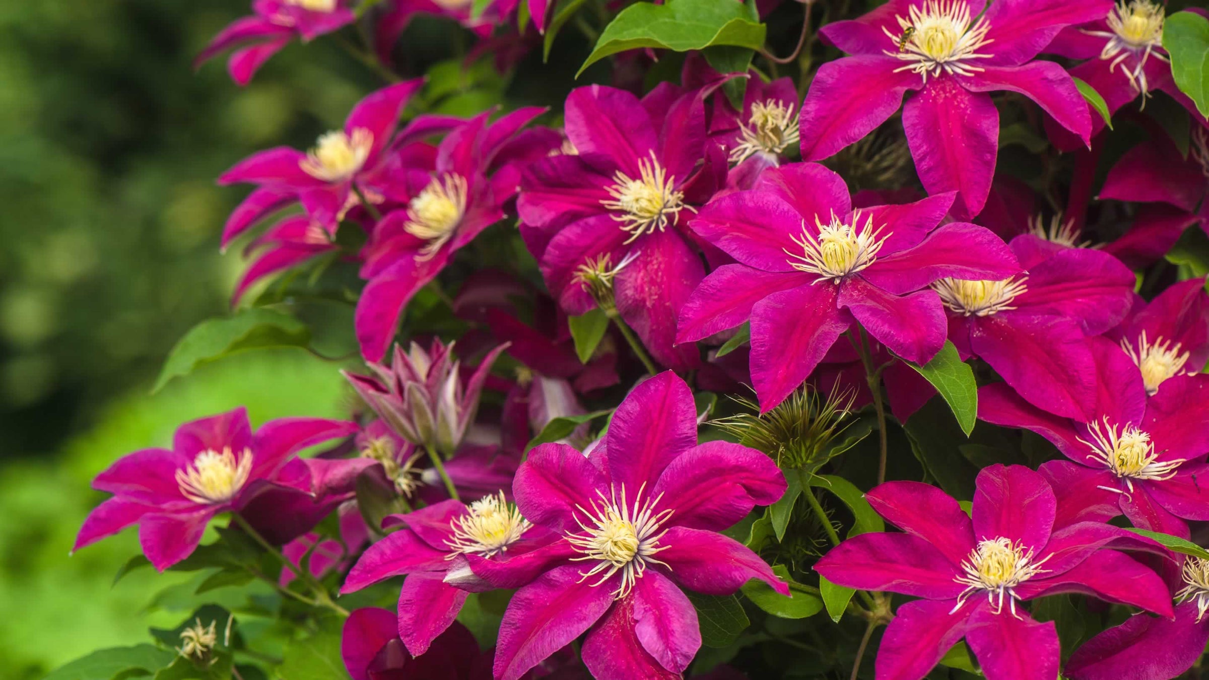 Clematis