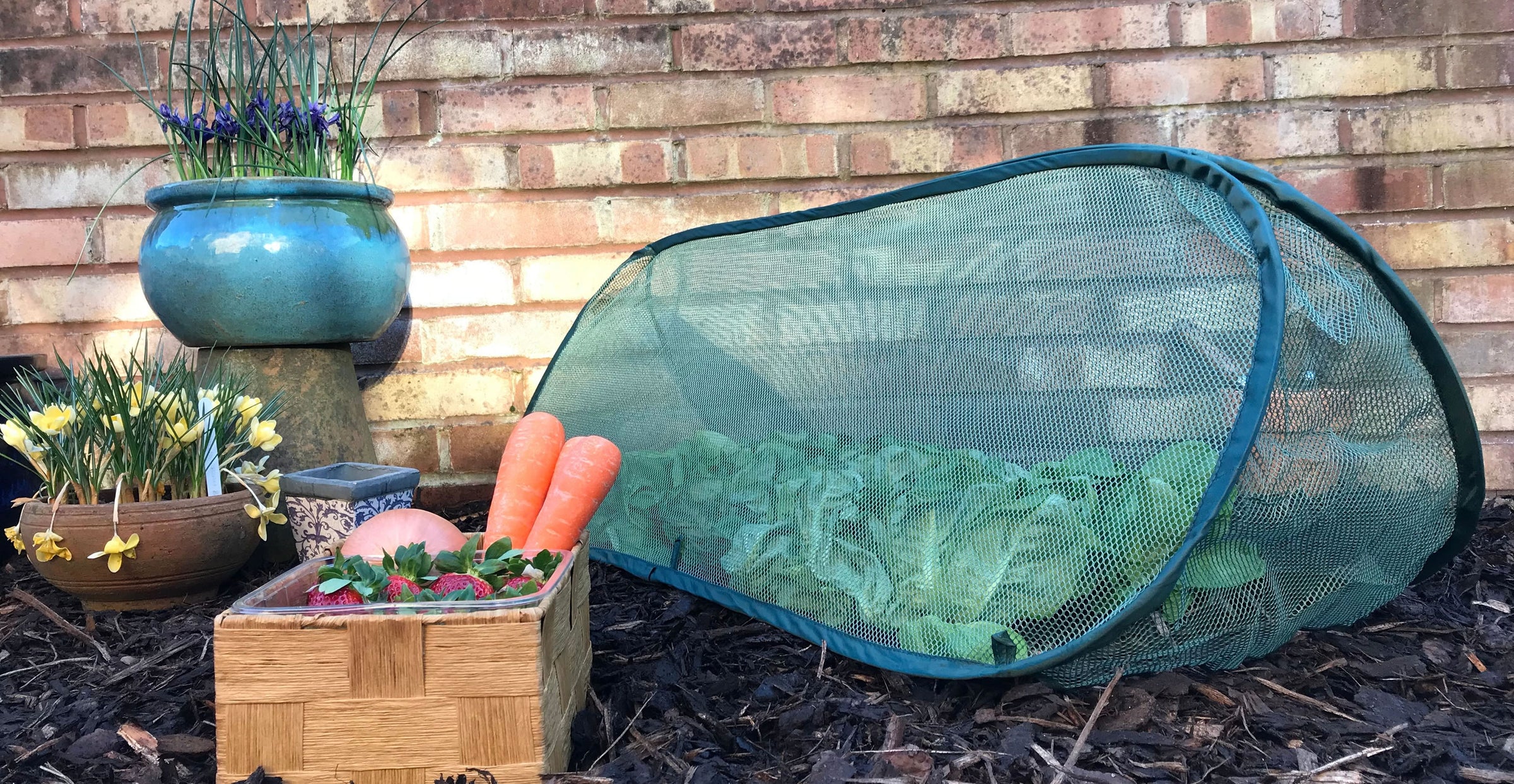 Garden Cloches