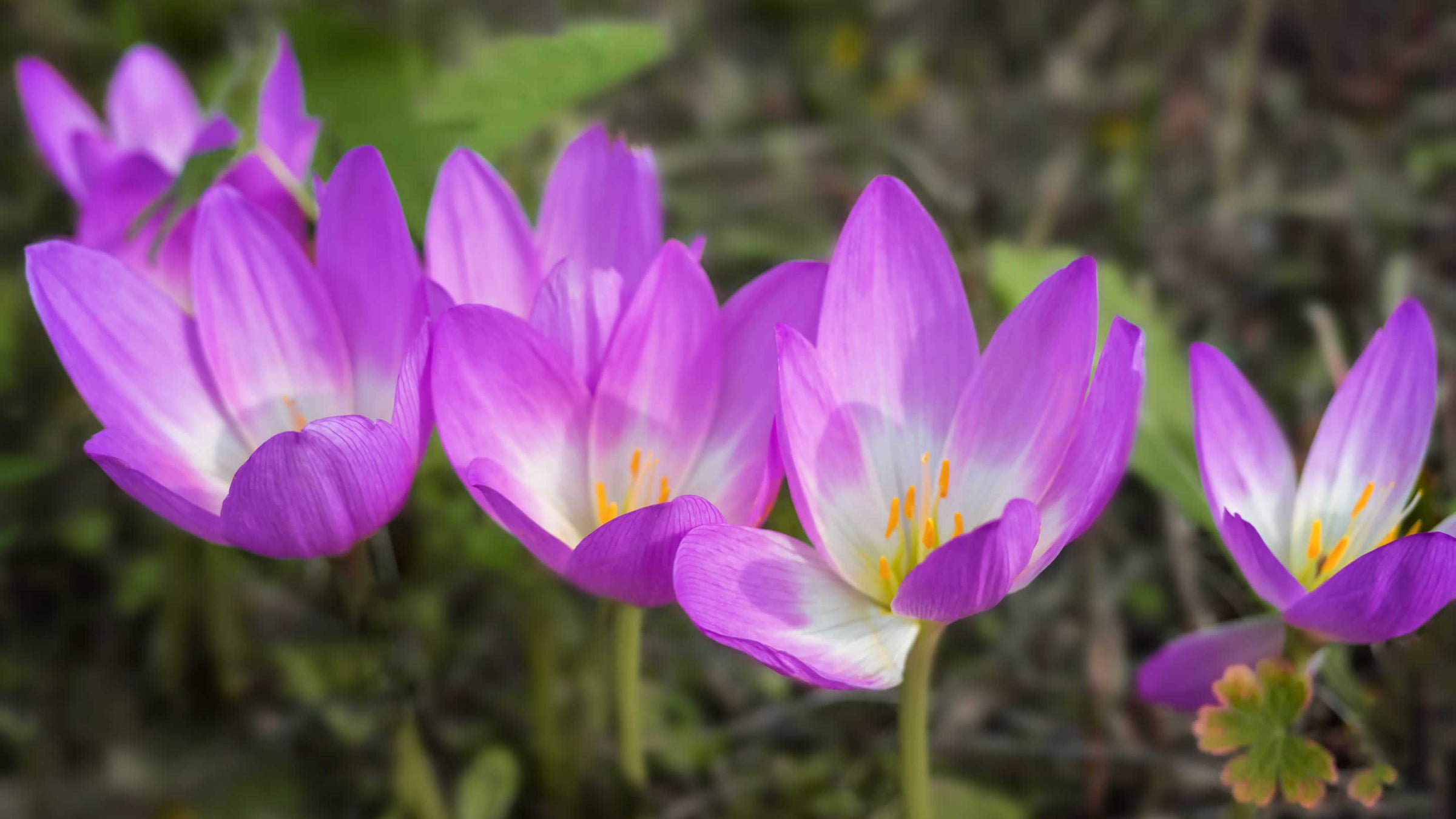colchicums