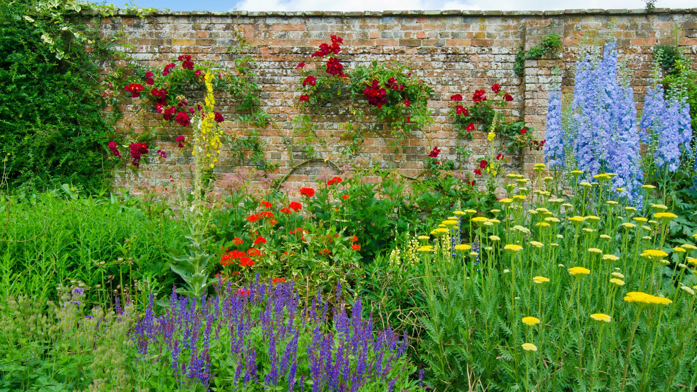 Garden Plants