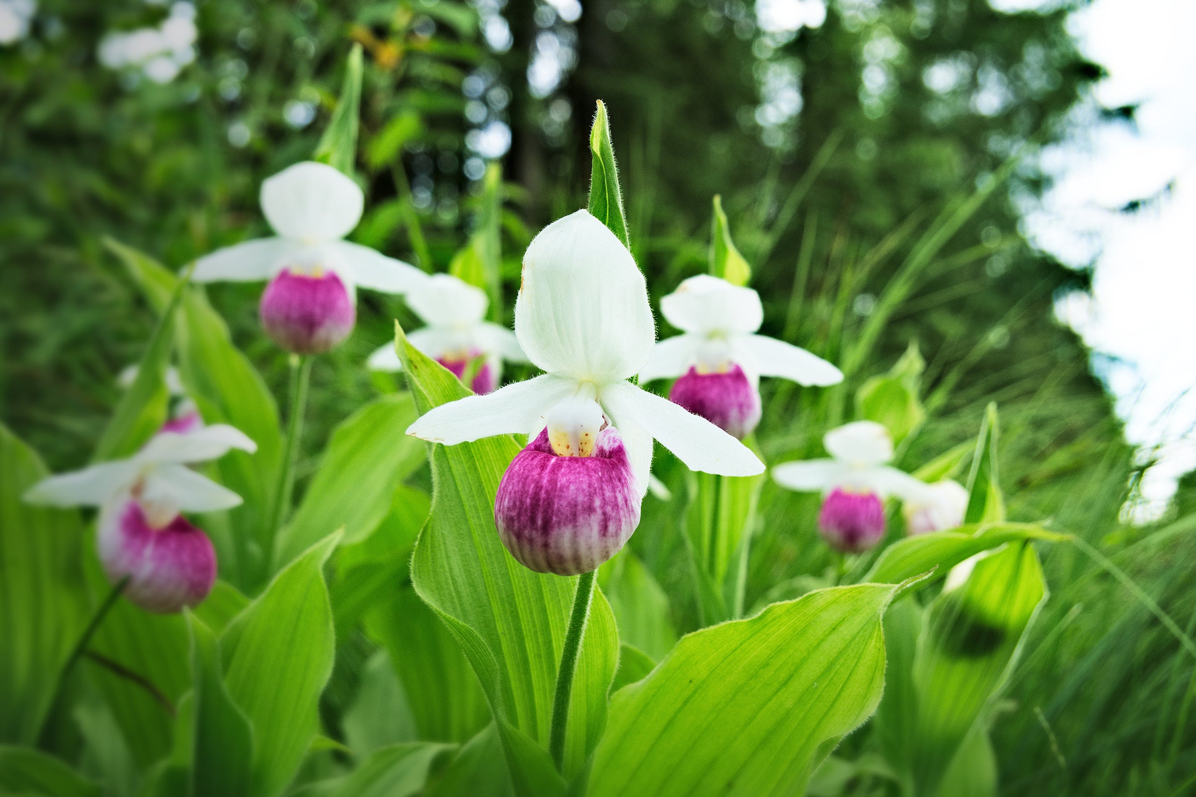 Cypripedium (Lady's Slipper Orchids)