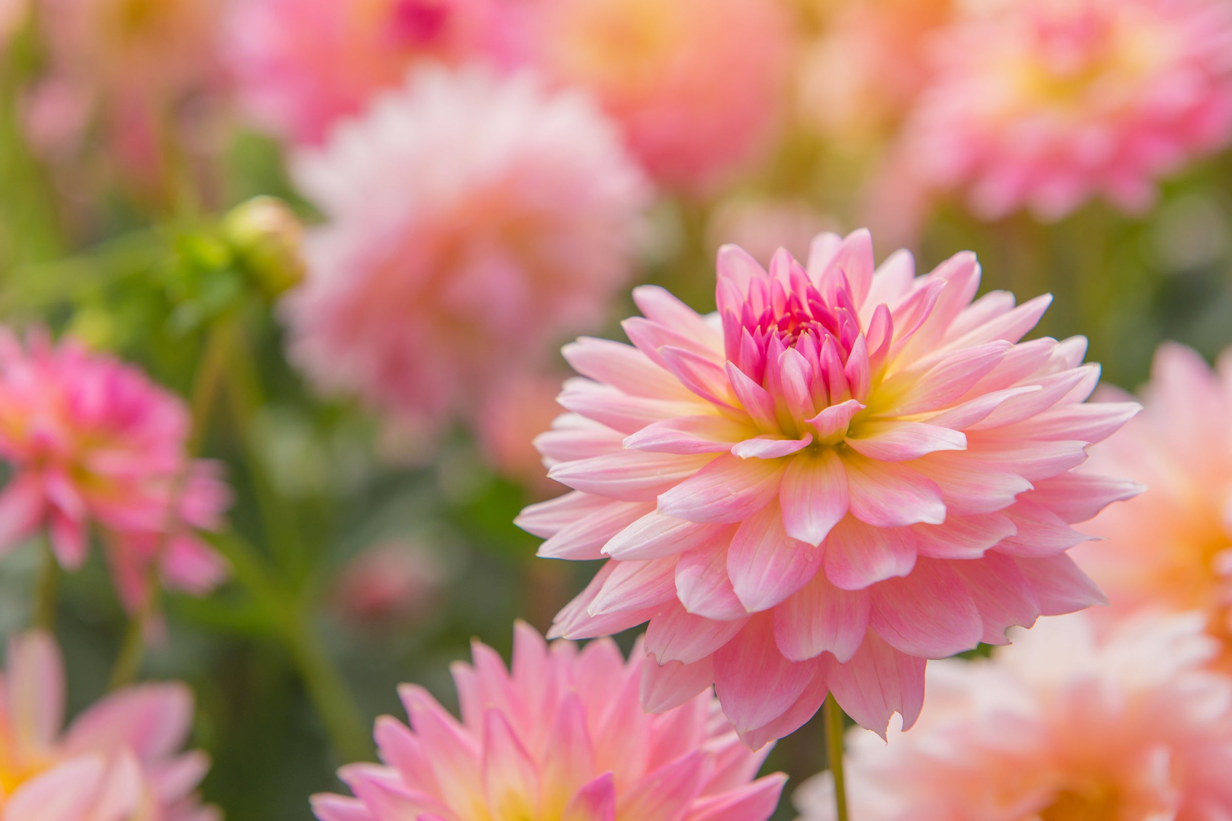 Dahlia