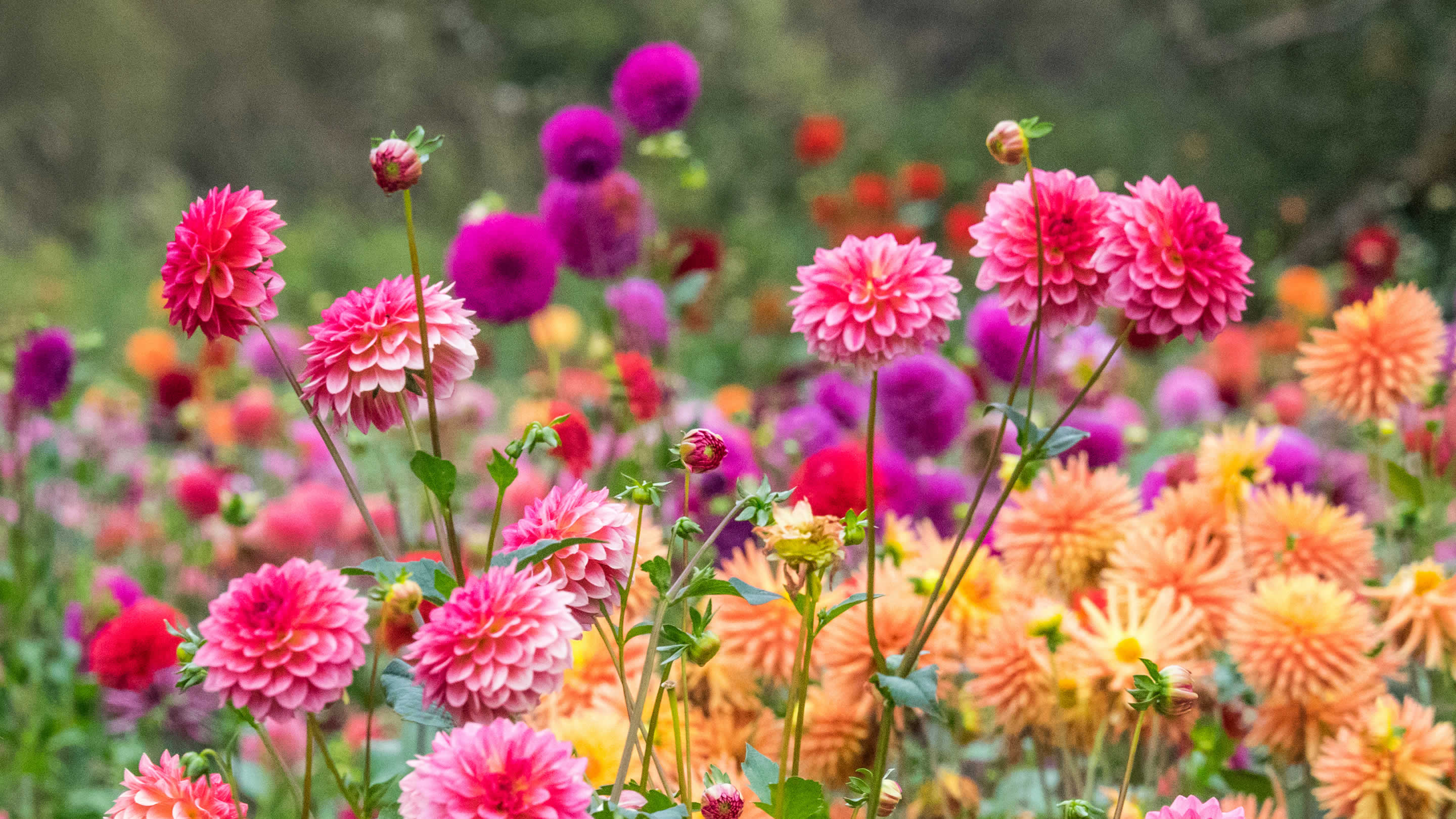14+ Flowering Plants Summer Summer Flowering Bulbs