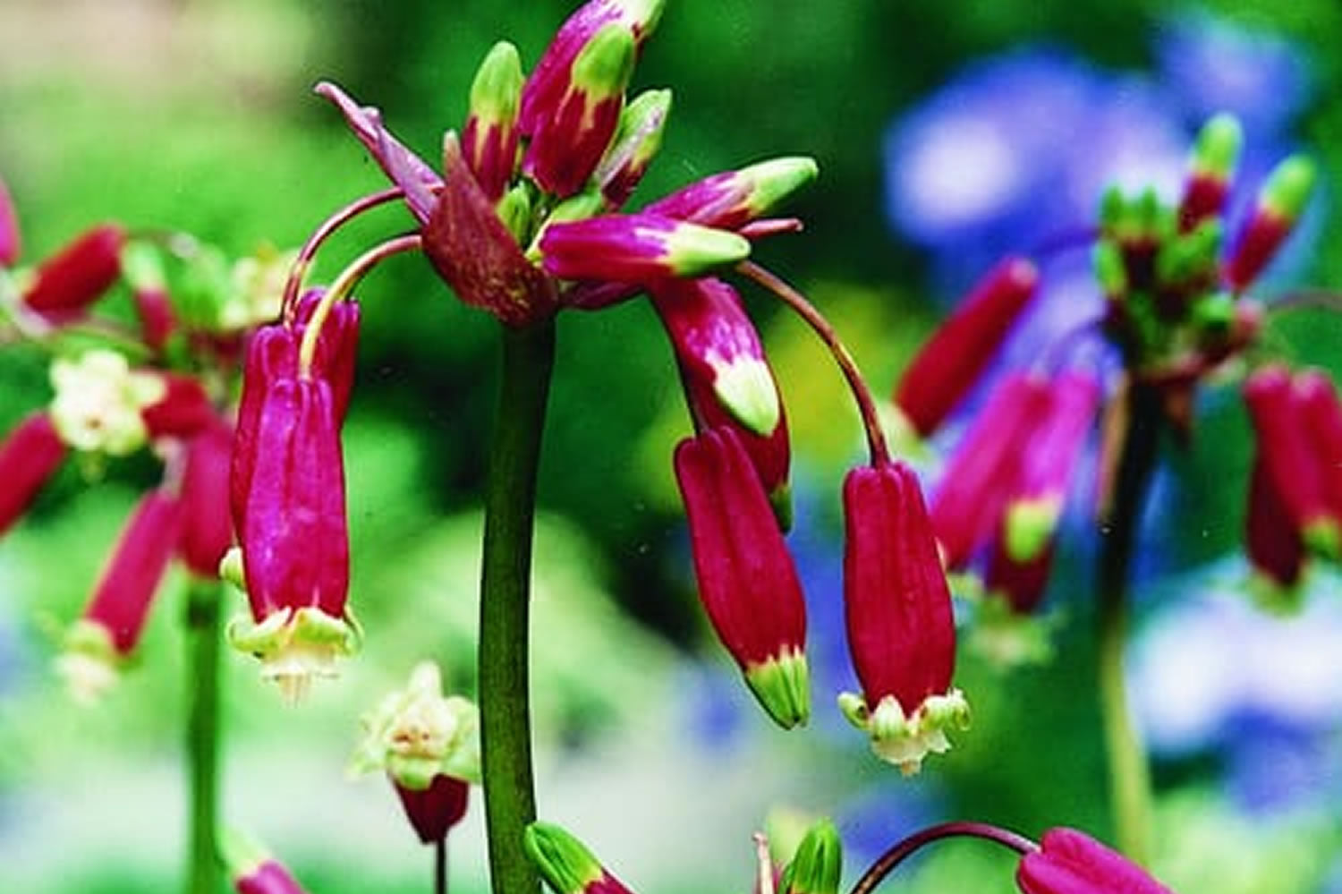 Dichelostemma (Wild Hyacinths)