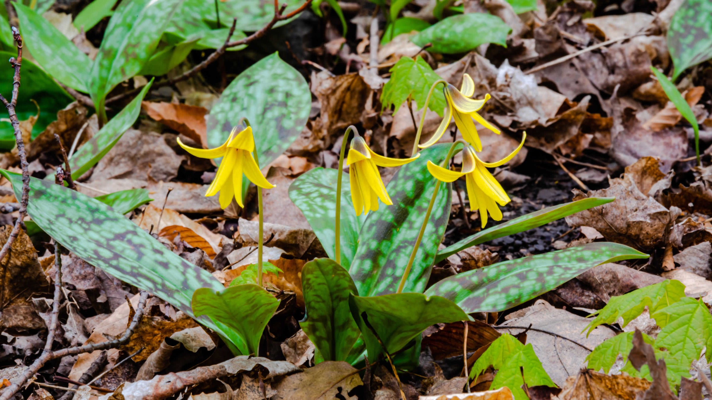 dogs tooth violet