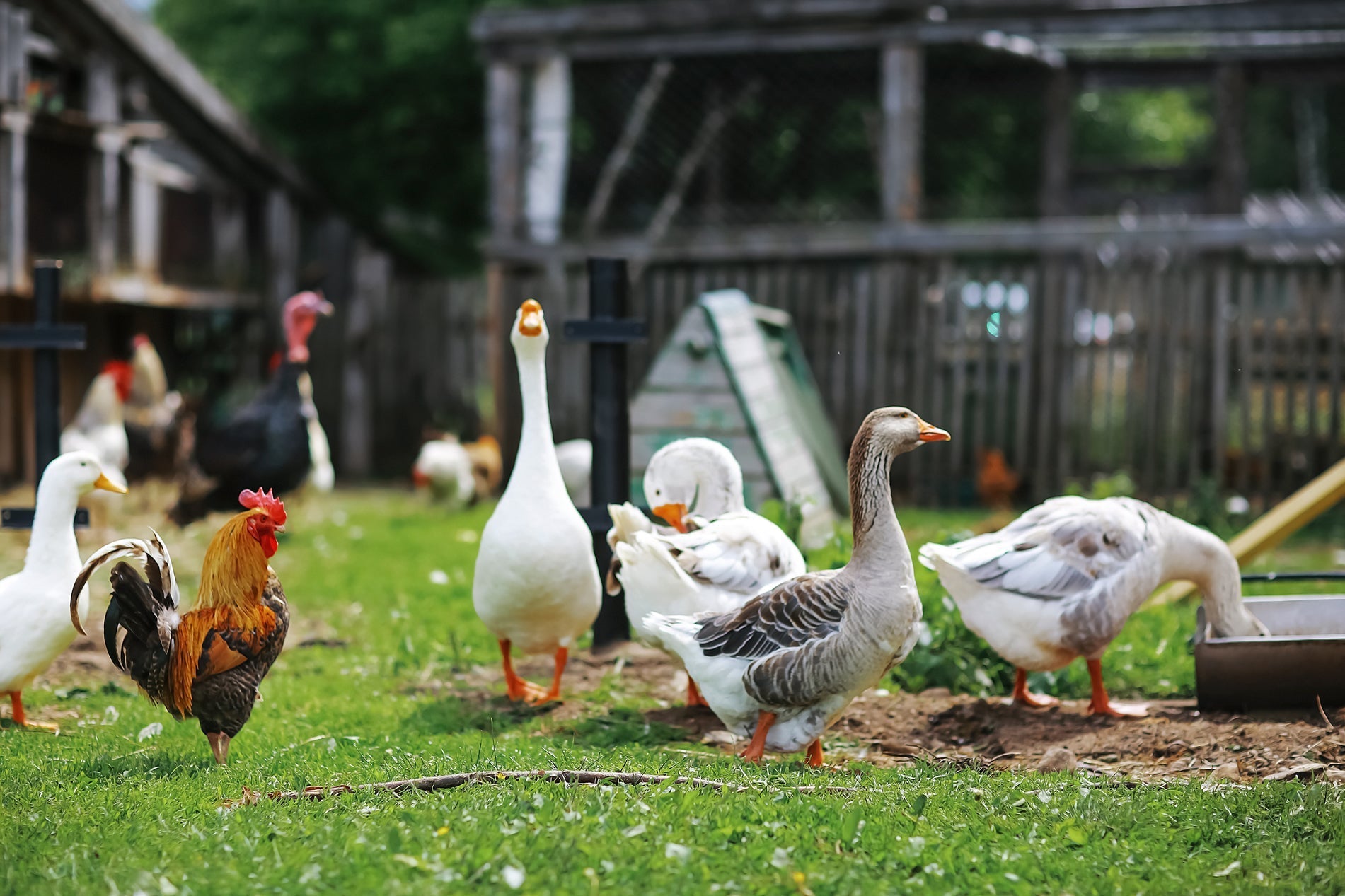 15 Best Duck Foods for Healthy Feathers and Happy Quacks - Soul Sanctuaries Duck food near me