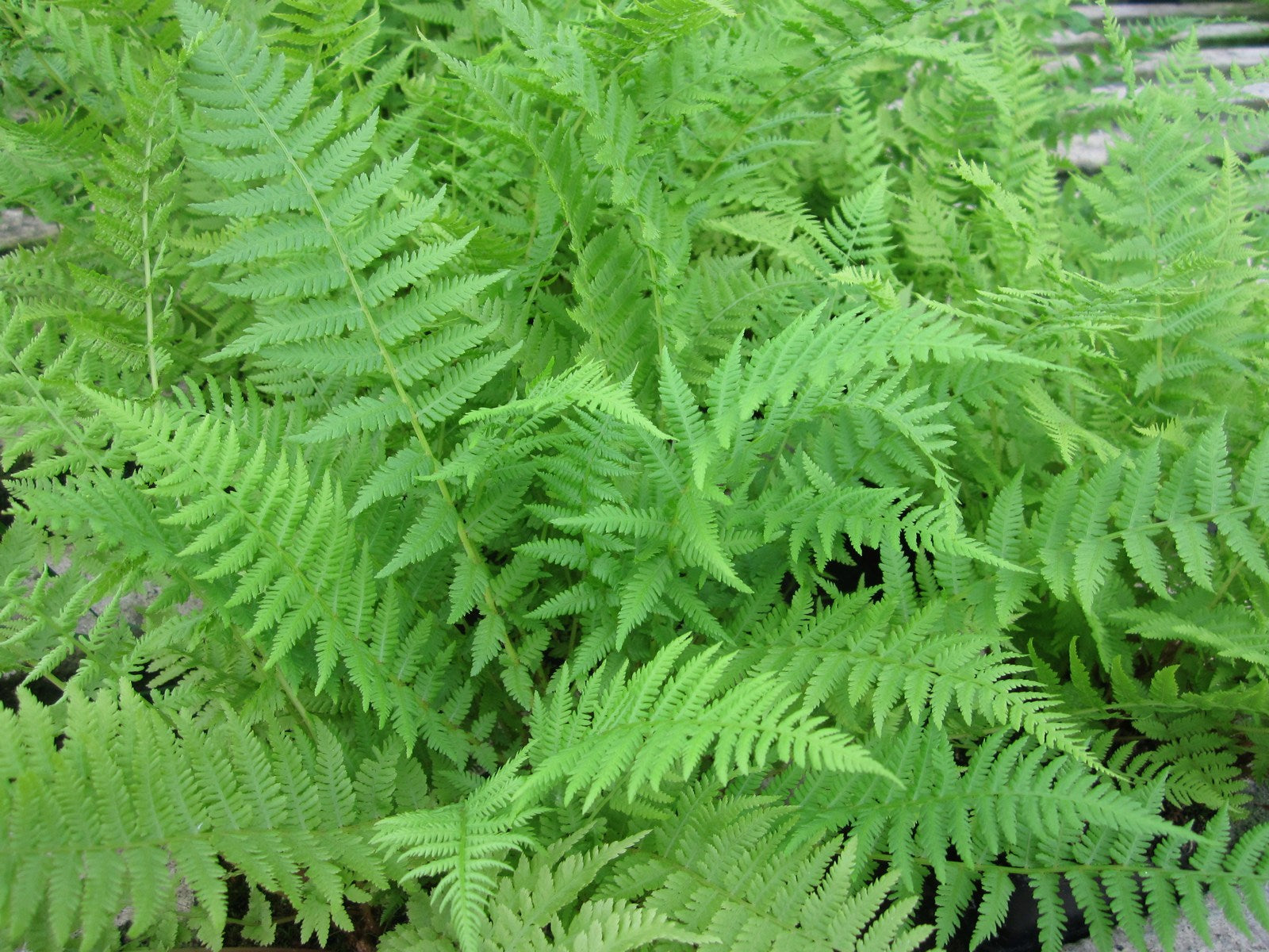 Ferns