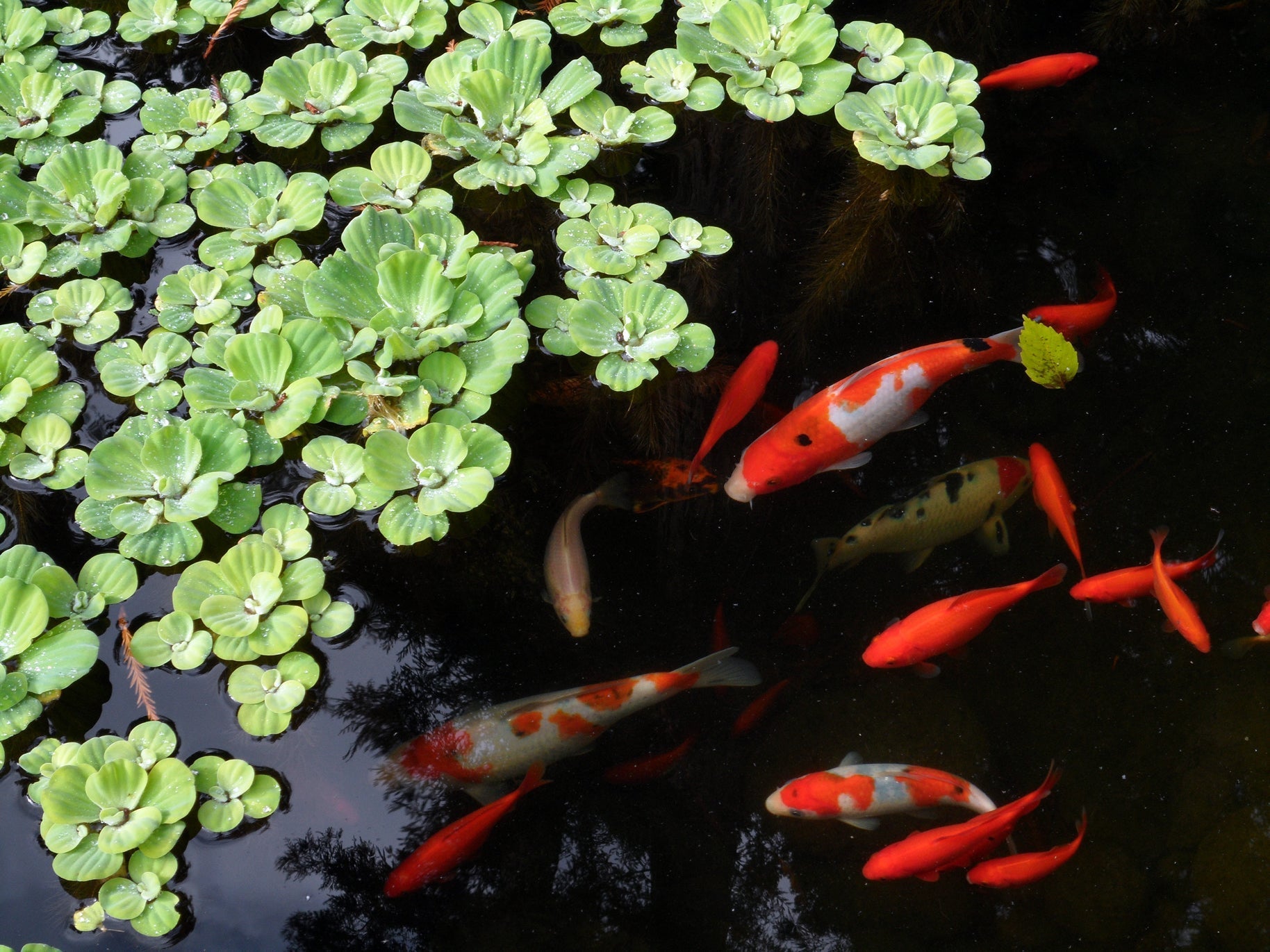 Fish Food