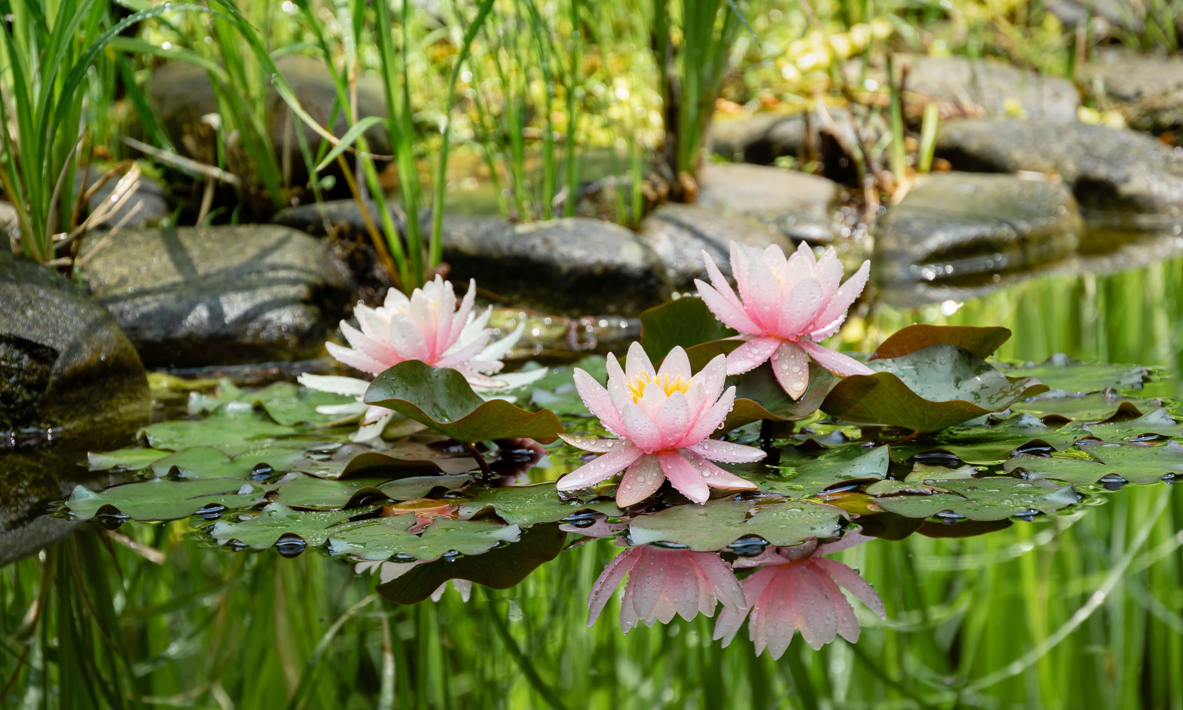 Pond Invertebrates