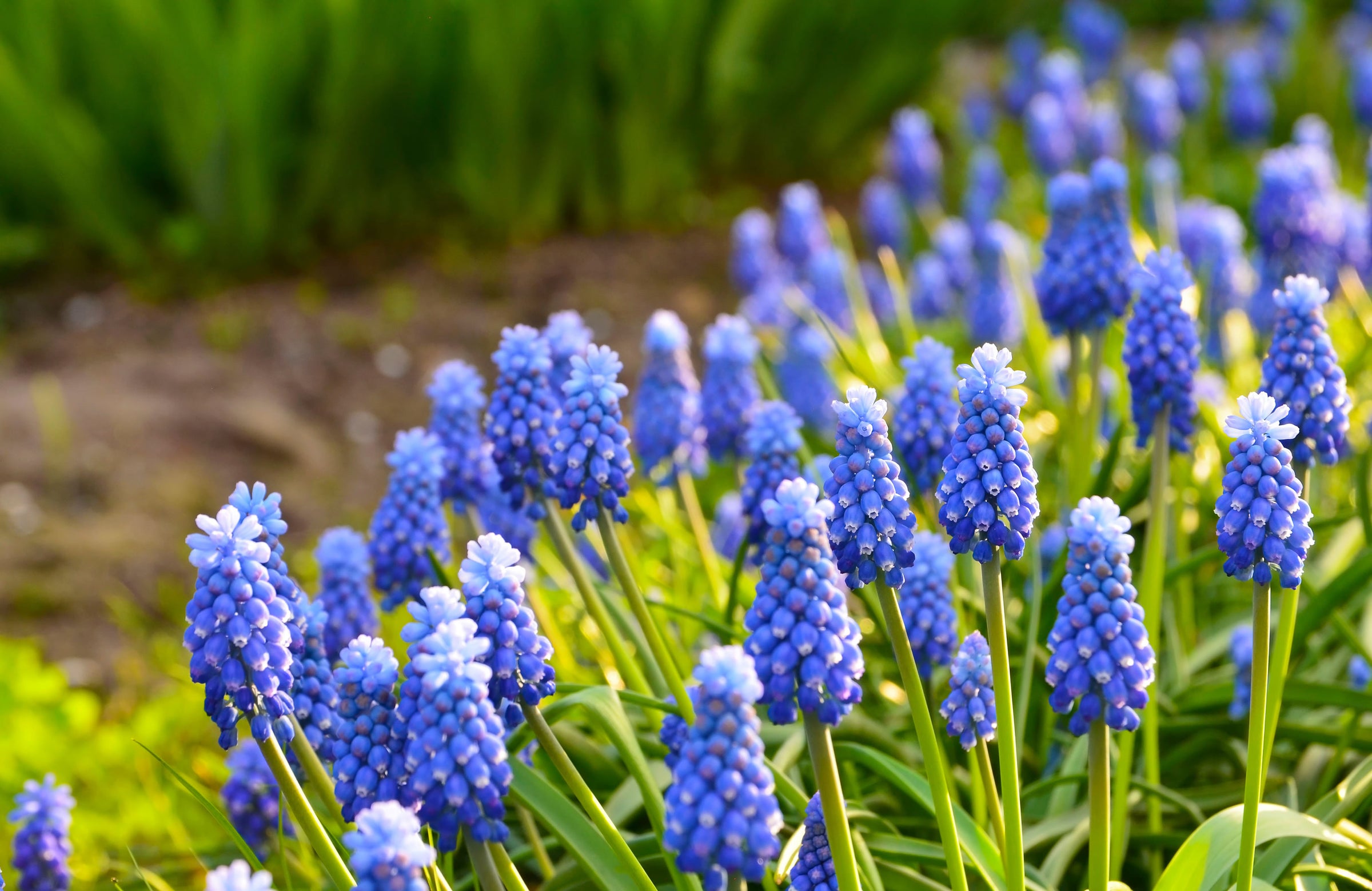 Grape Hyacinth