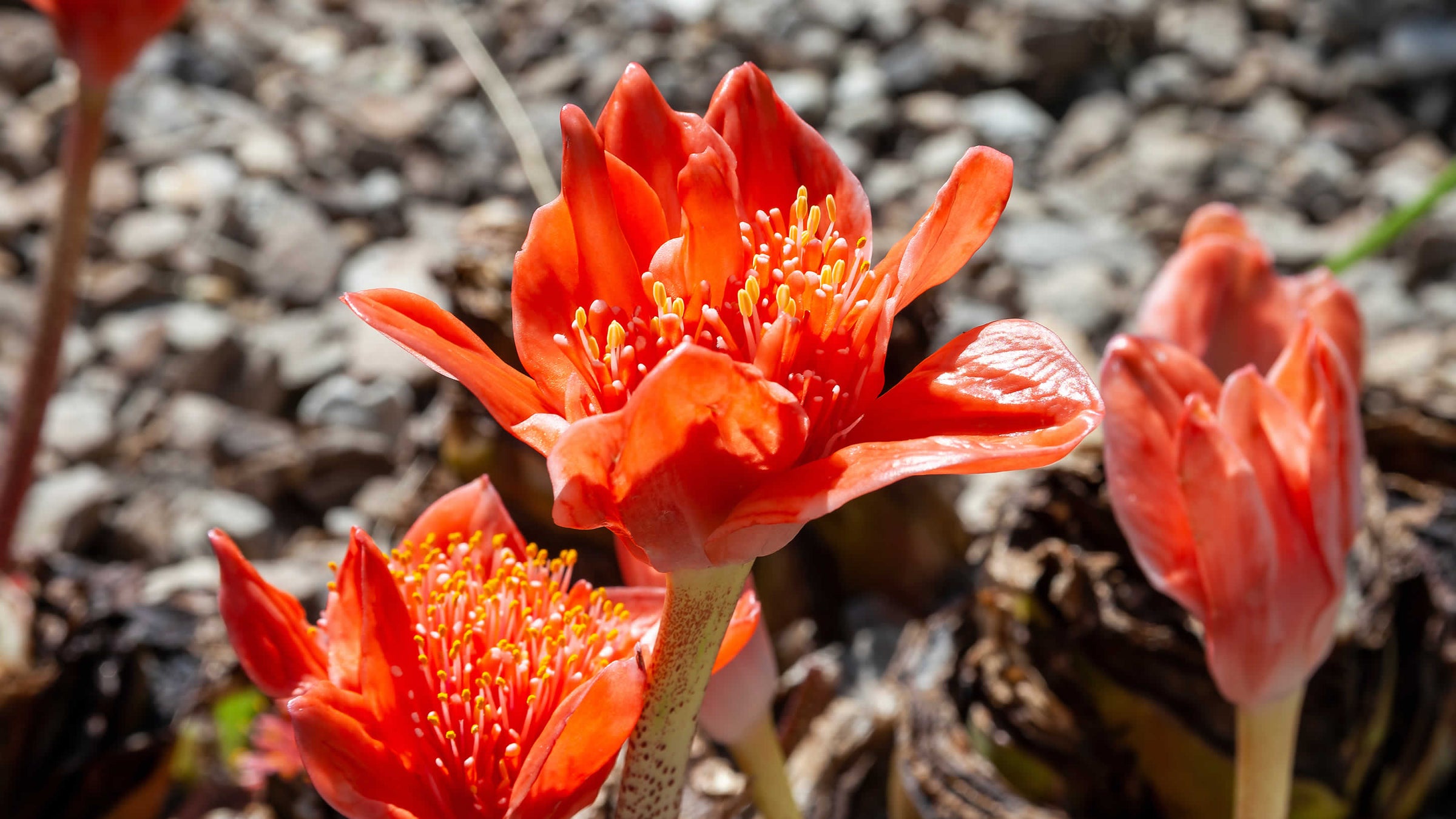 blood lilies