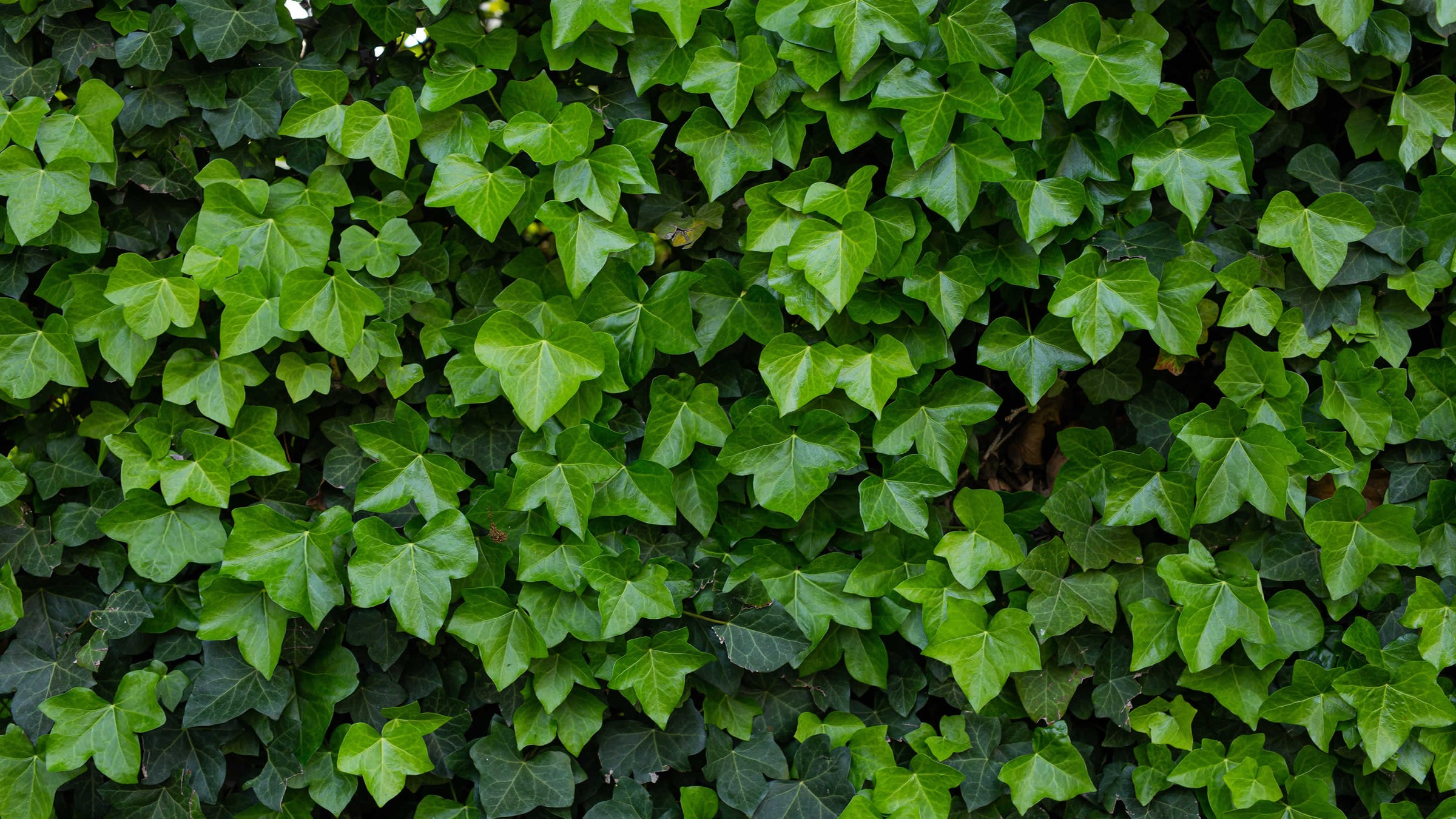 Hedera
