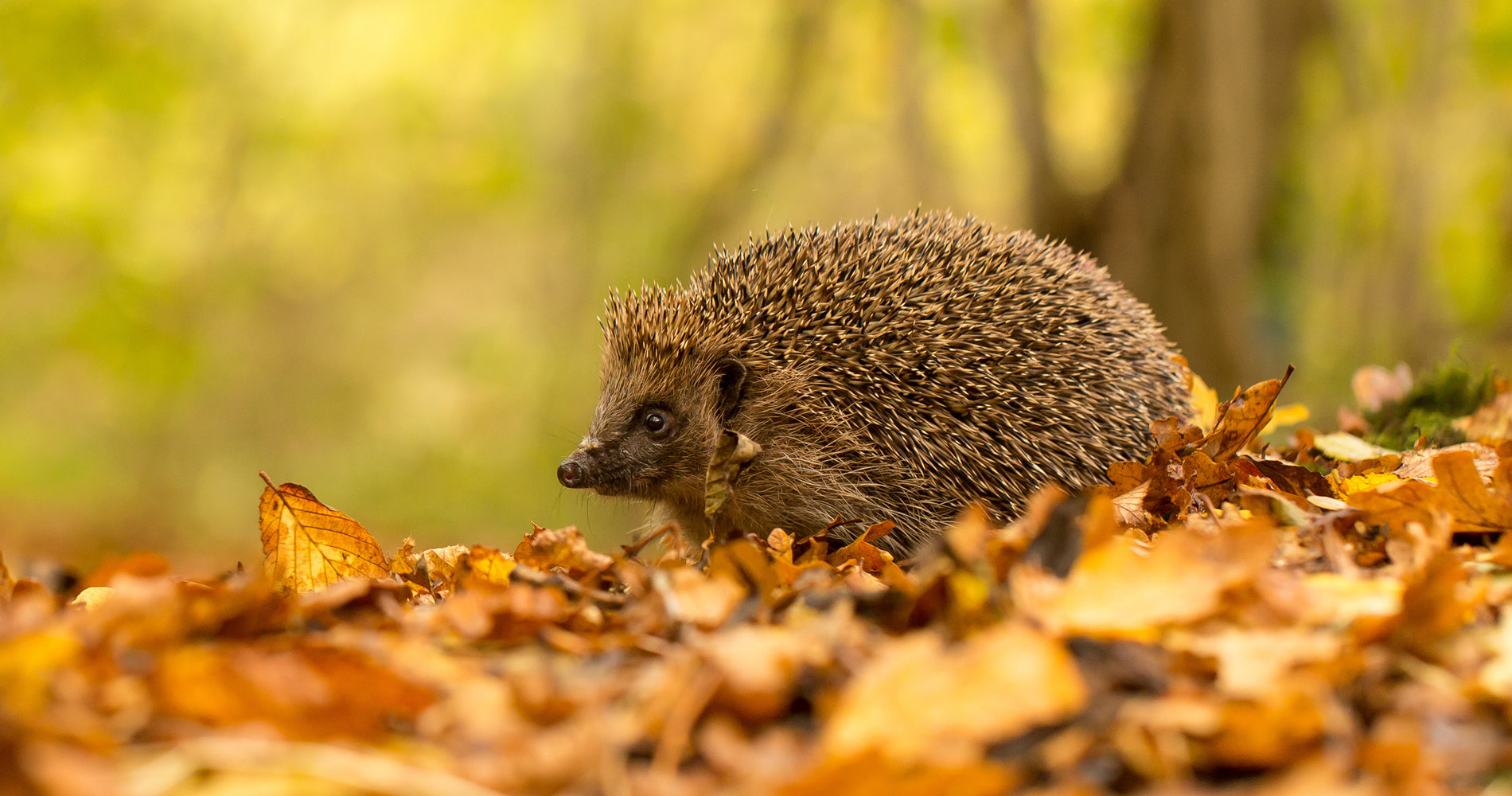 Small Mammal Houses