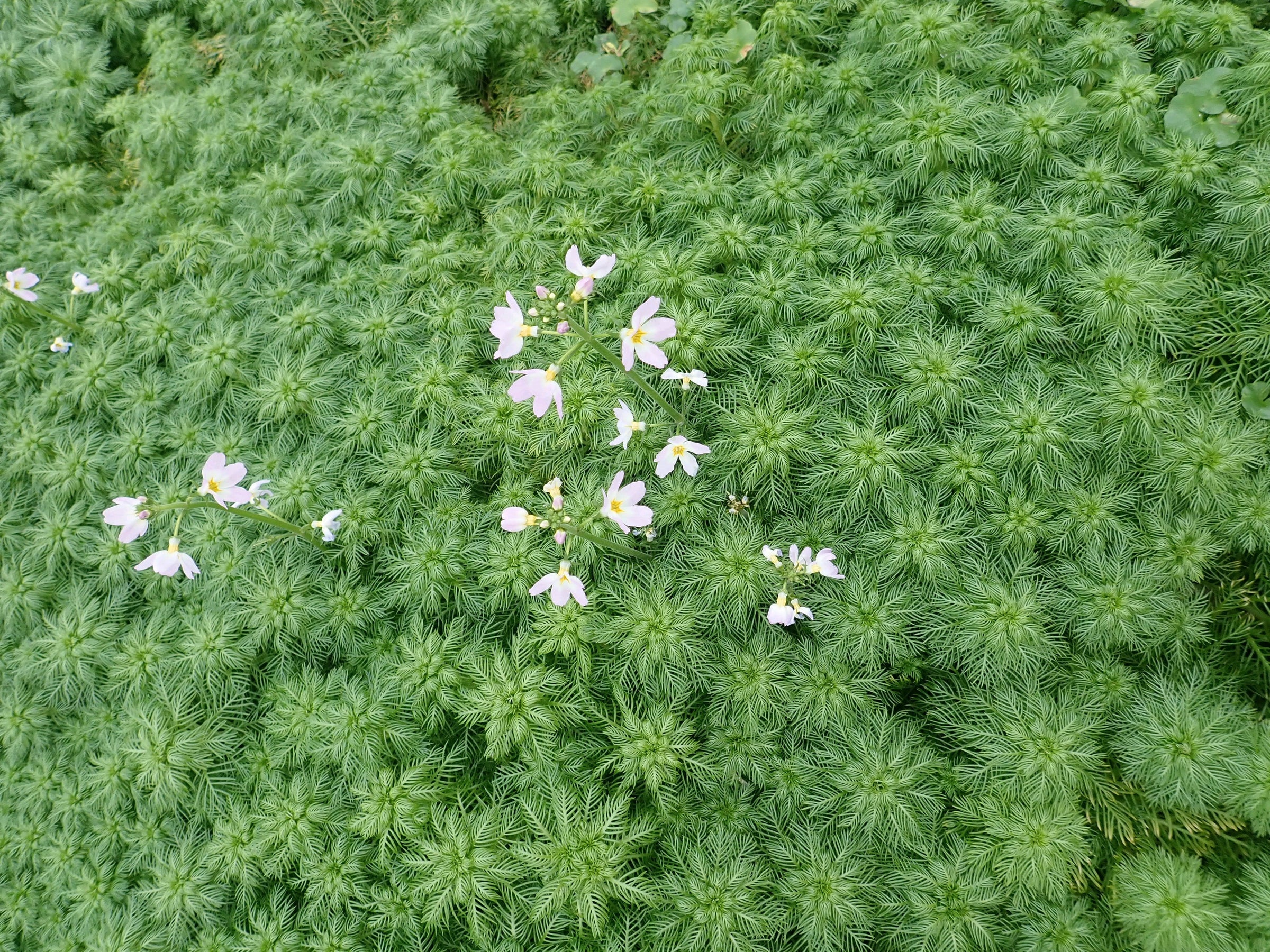 Oxygenating Plants