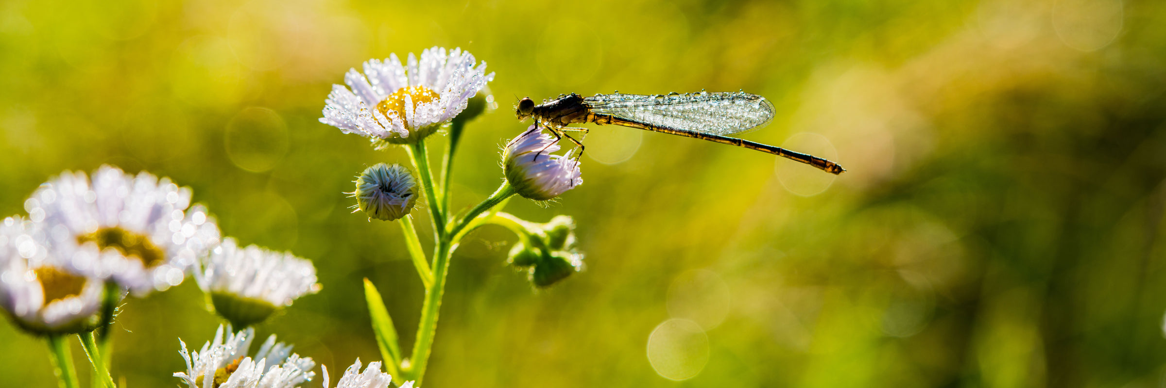 Insects