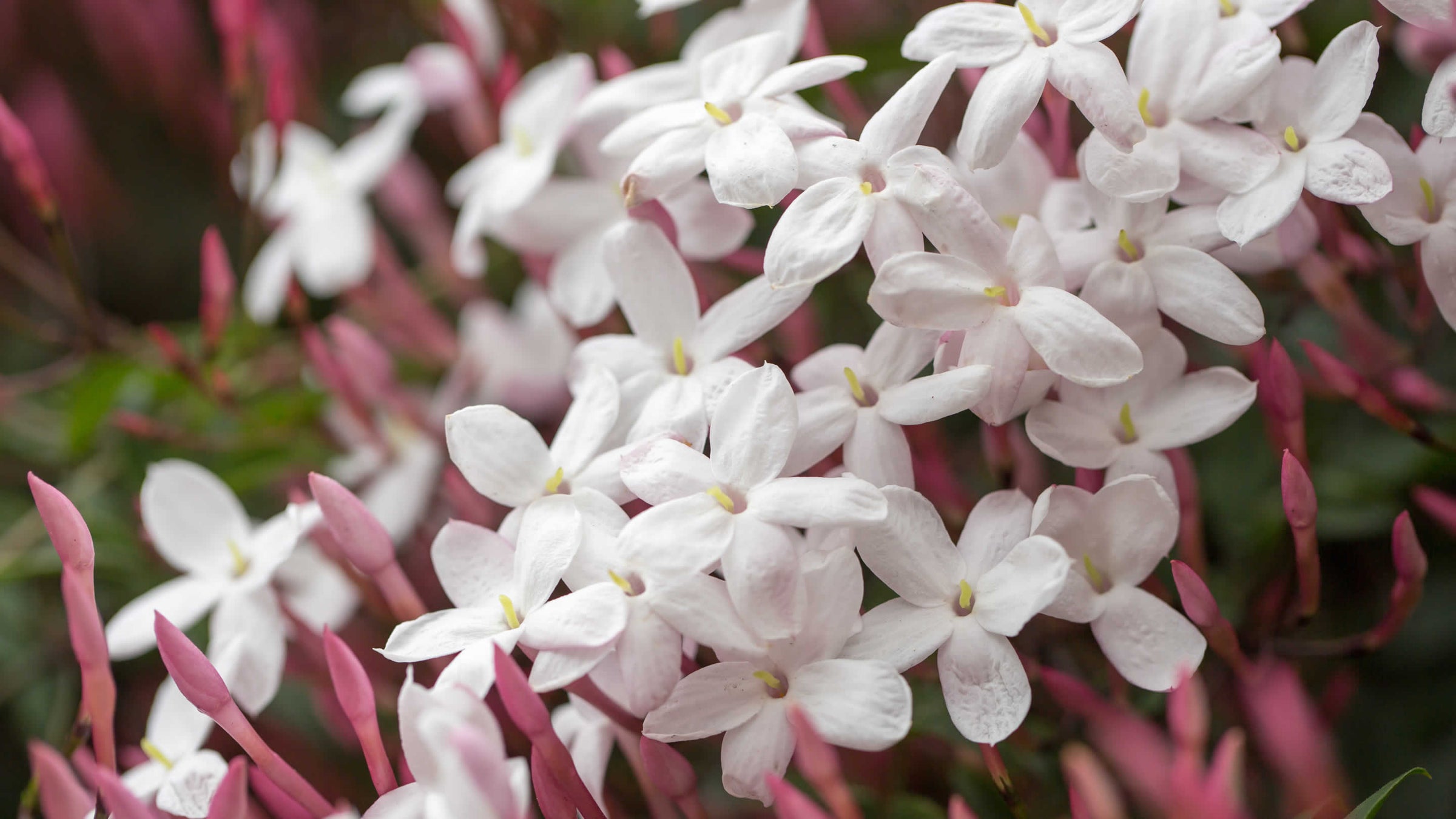 jasmine