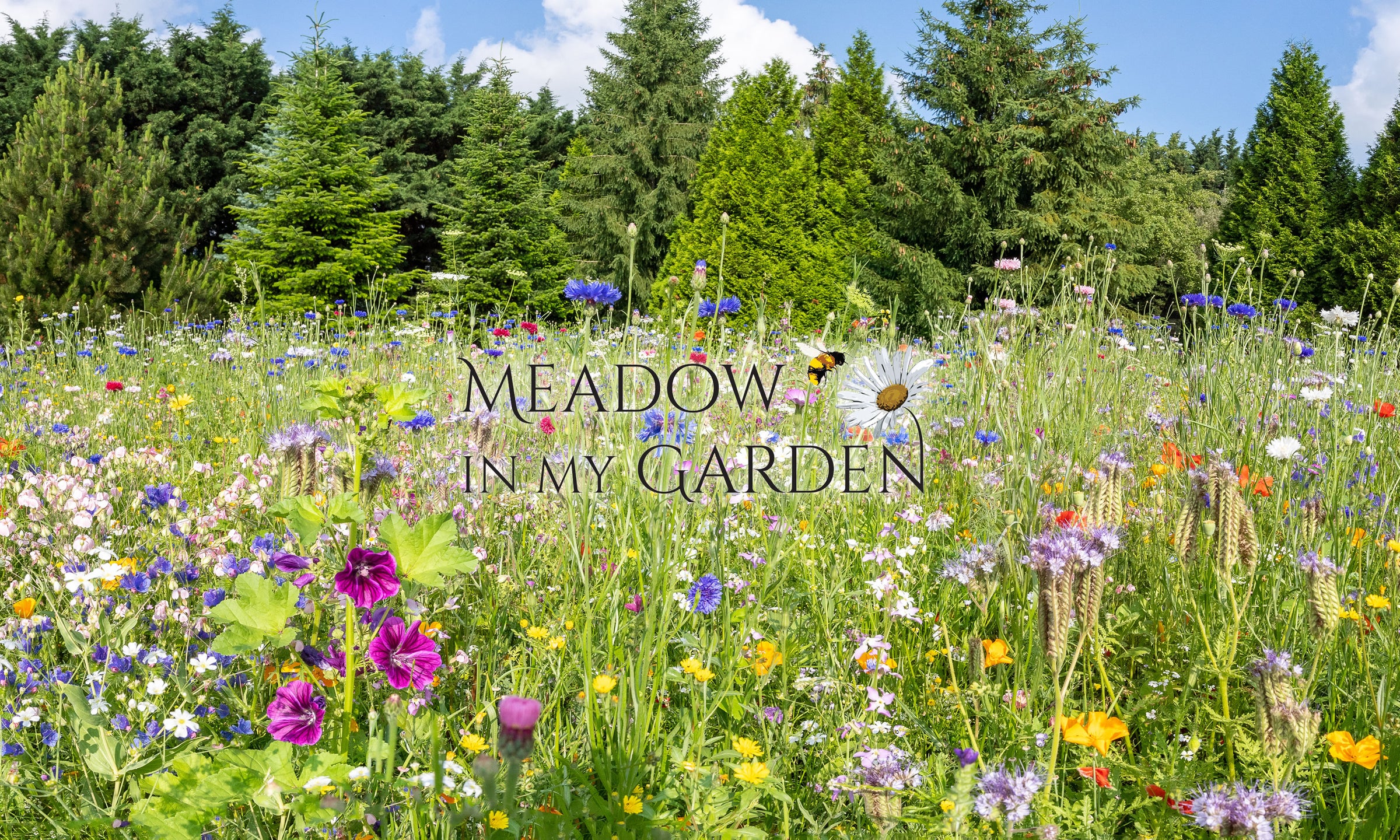Meadow In My Garden